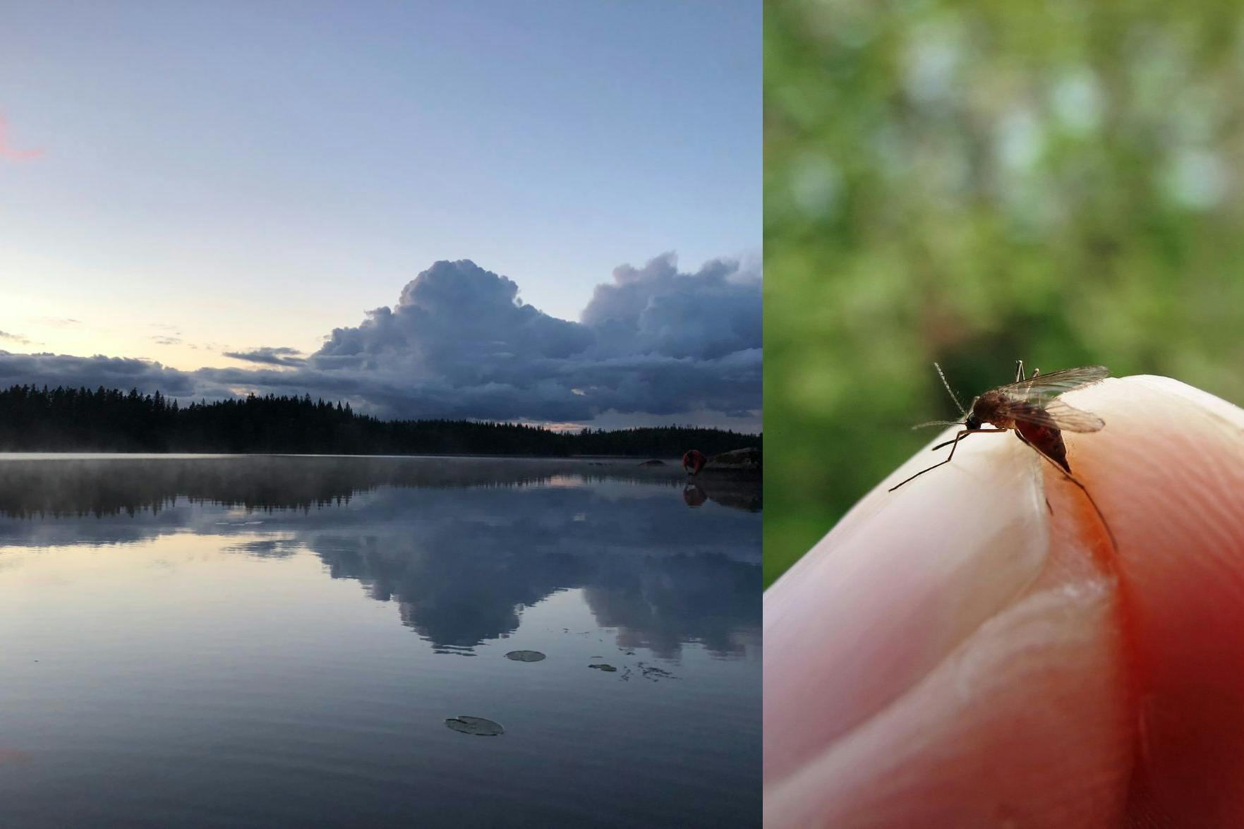 Trick: Mückenstiche und der Teufel – Wie ein Kreuz mit dem Fingernagel die Rettung bringen kann!