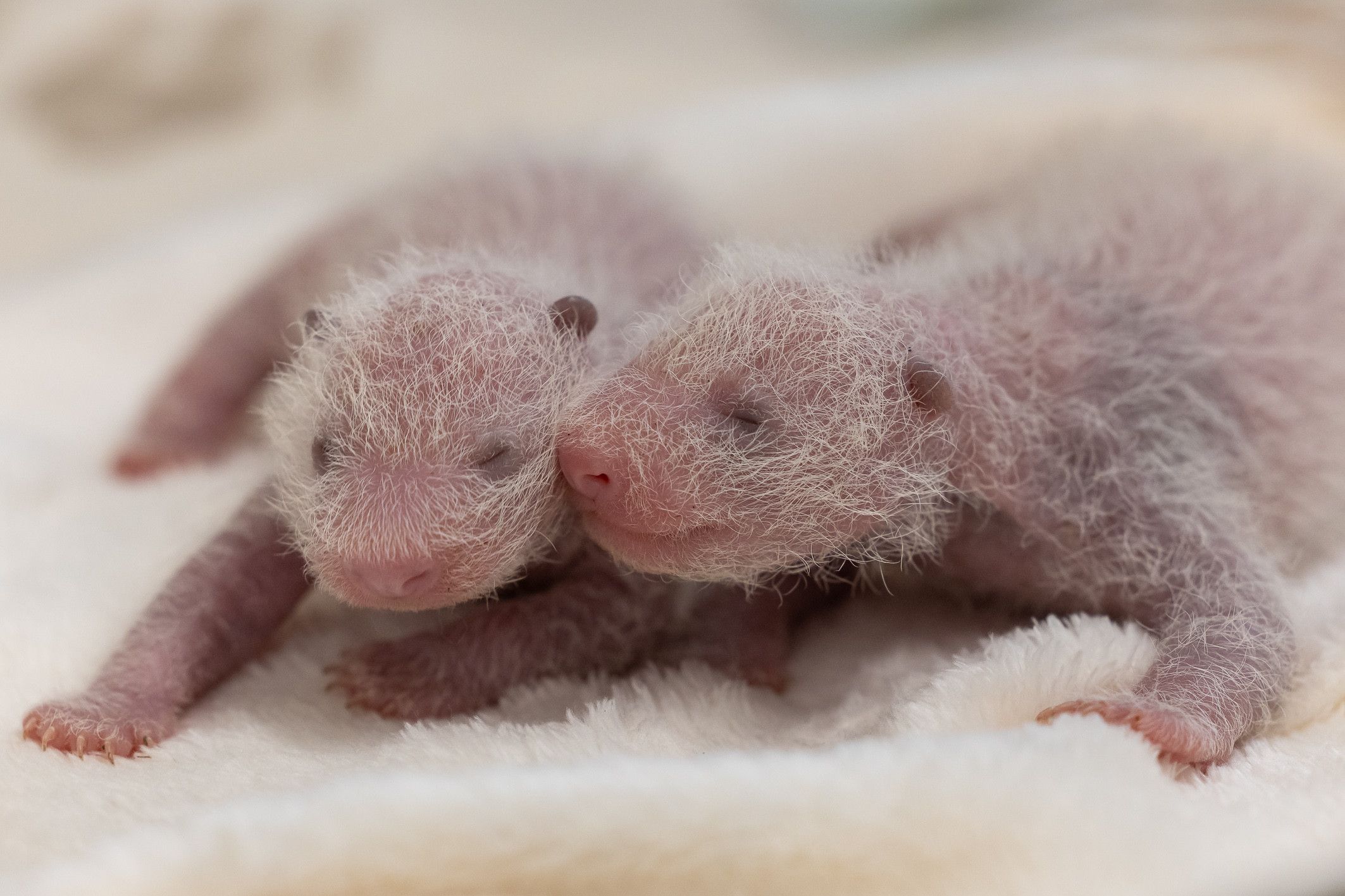 Image - Süße Panda-Liebe im Berliner Zoo: Komm Schwesterchen, lass uns kuscheln!