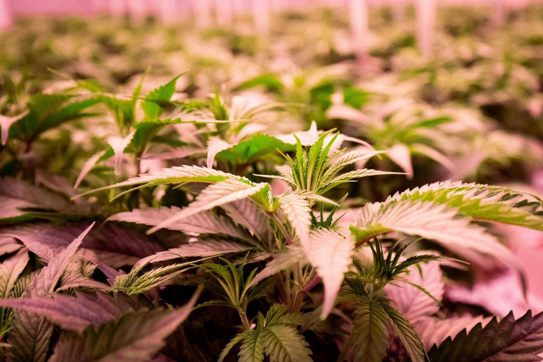 Mehr als 280 Anträge für Cannabis-Anbauvereine: Behörden stehen vor neuen Herausforderungen. (Symbolbild)