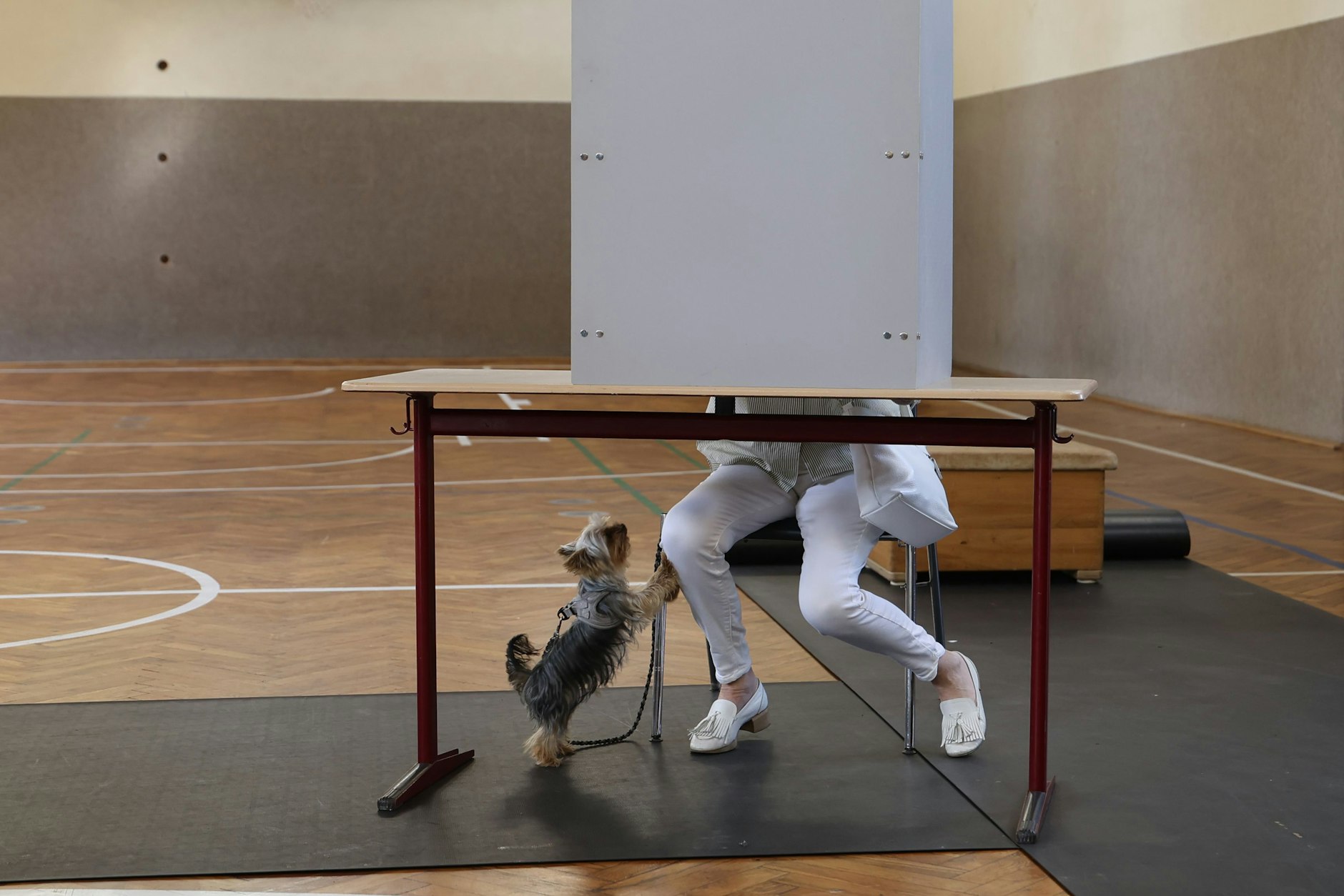 Eisenach: Eine Frau sitzt mit ihrem Hund hinter einer Wahlkabine zur Stimmabgabe für die Landtagswahl in Thüringen.