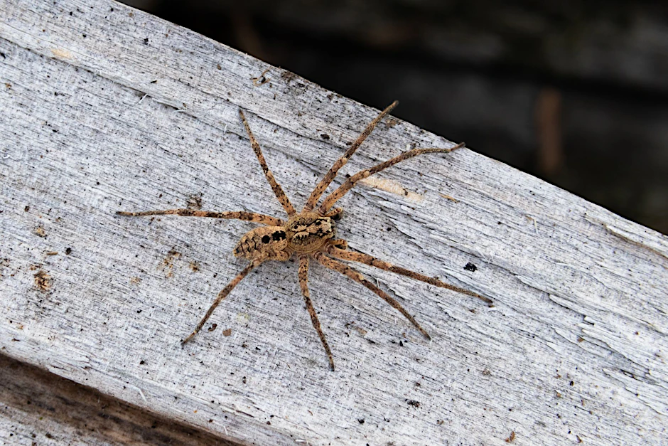Die Nosferatu-Spinne ist inzwischen in fast ganz Deutschland verbreitet. 