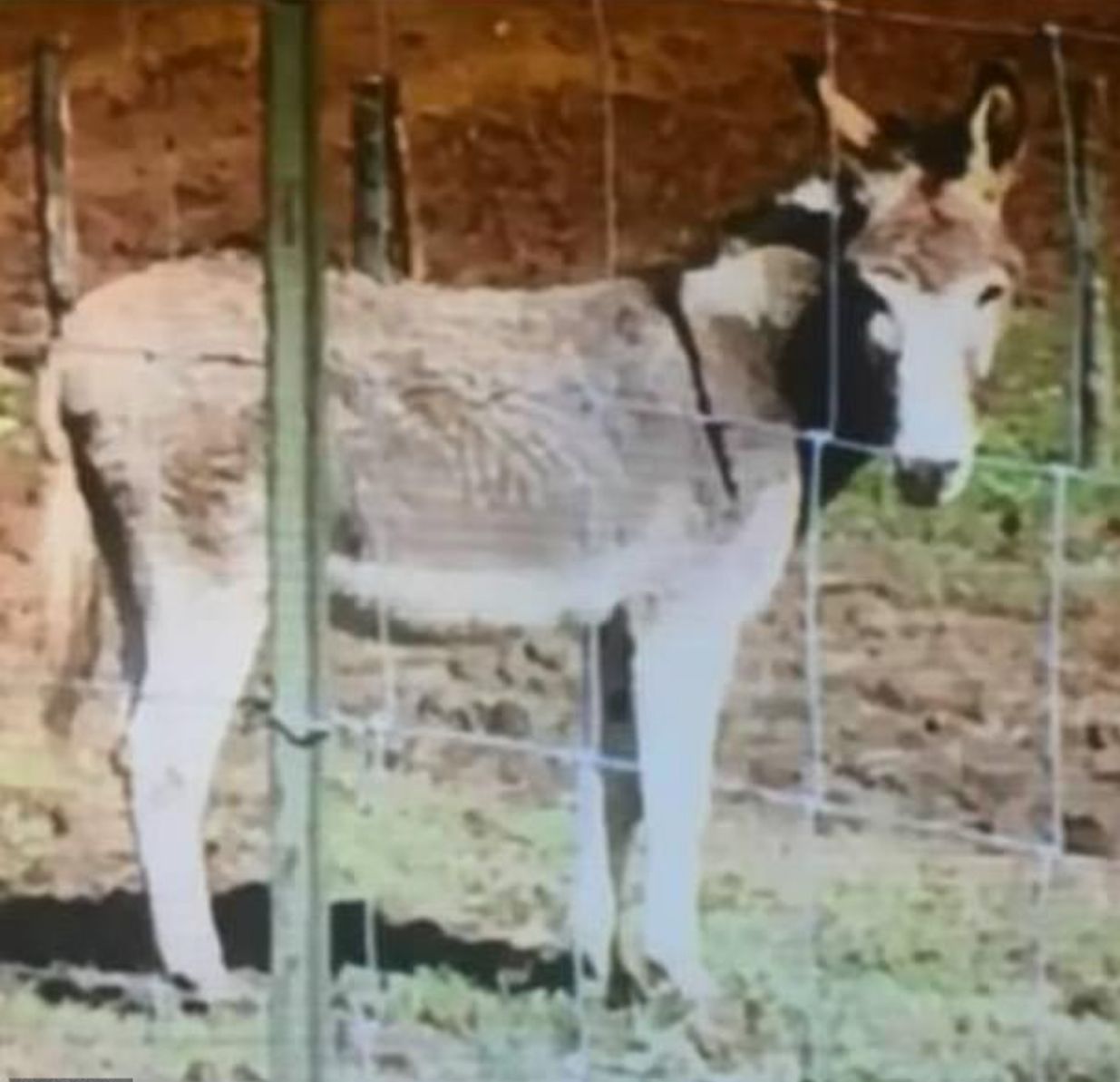 Image - Esel greift Seniorin (75) an – sie verliert einen Arm und ein Bein!