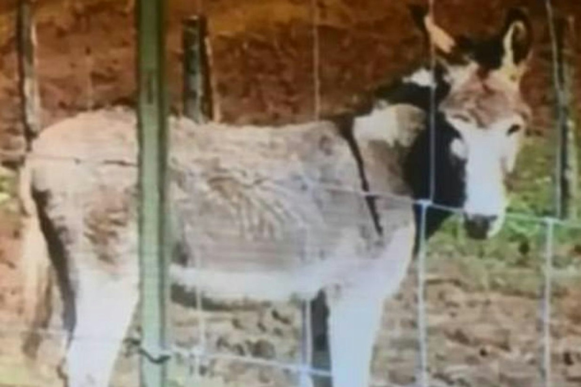 Dieser Esel trat zu - und verletzte eine Frau. In Folge der OP im Krankenhaus verlor sie Arm und Bein.