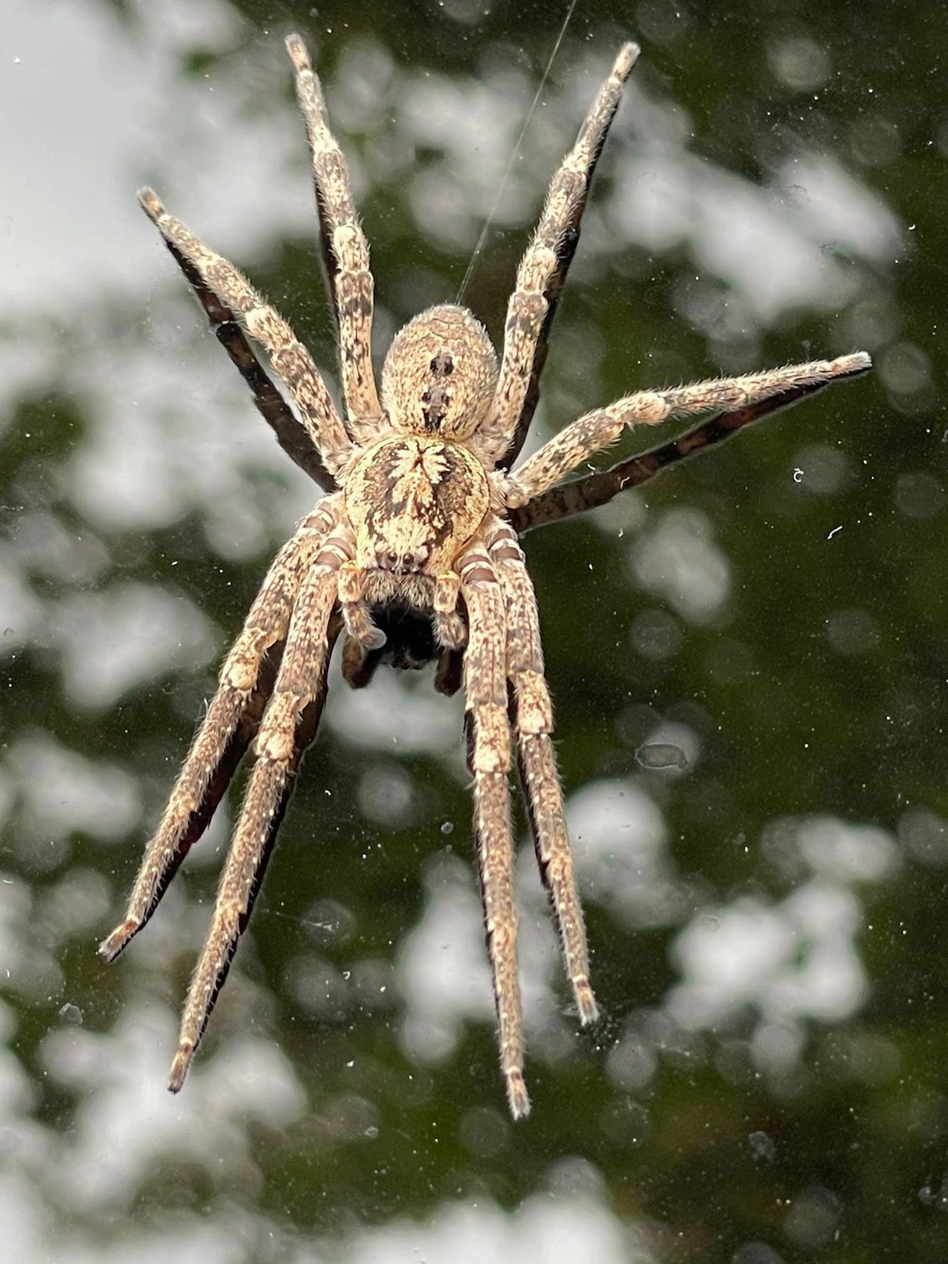 Eine Nosferatu-Spinne sitzt auf einem Autodach.&nbsp;