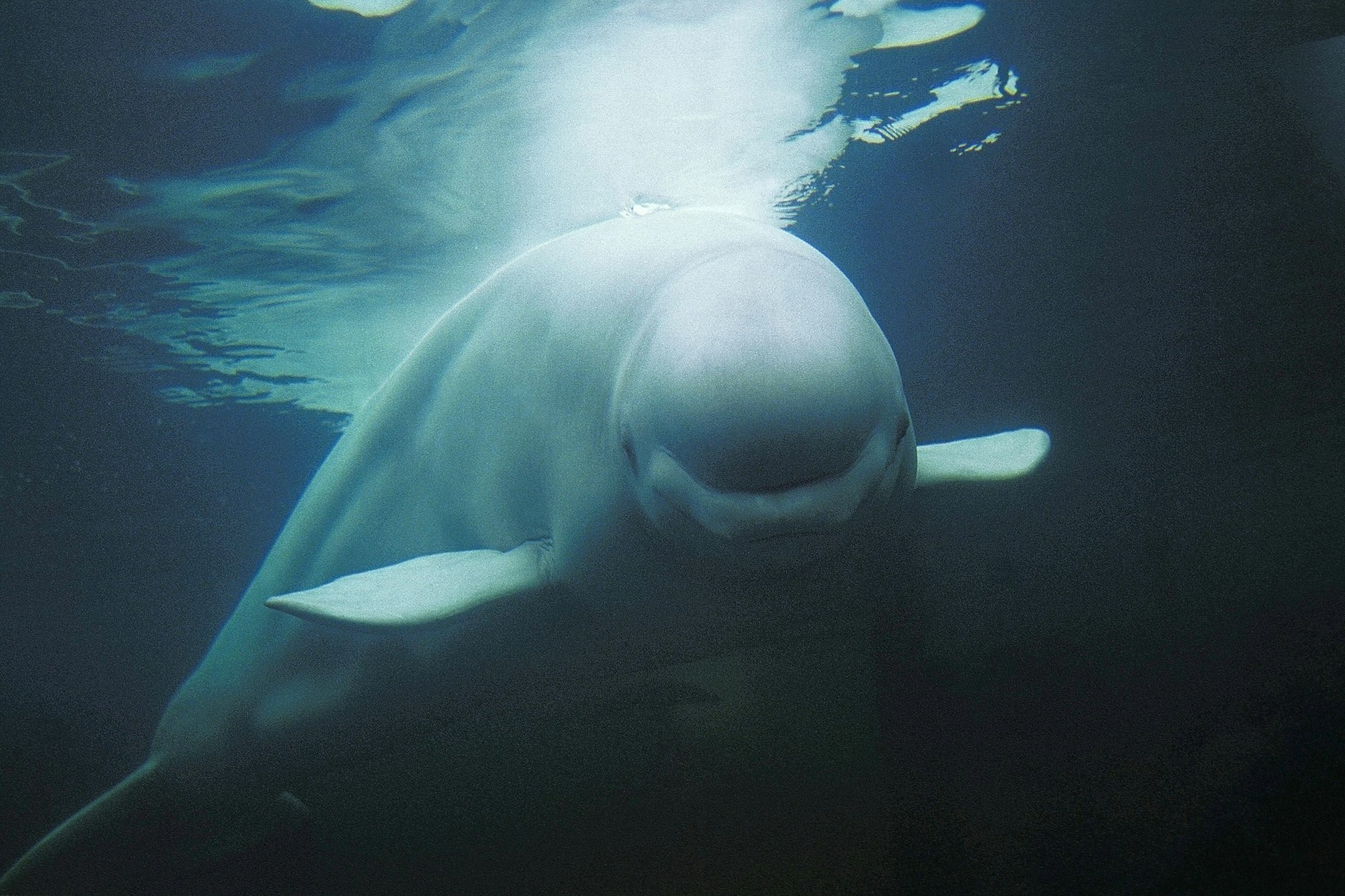 Hvaldimir hielt sich gerne im Hafen Hammerfest auf und Menschen kamen zum Hafen, um den Beluga zu sehen und wenn möglich auch zu streicheln. Eine junge Frau verlor, als sie sich vorbeugte, ihr Smartphone, das im Hafenbecken versank. Wenig später tauchte Hvaldimir mit dem Smartphone im Maul auf und gab es der jungen Frau zurück. Ein Video des Zwischenfalls wurde auf Instagram gepostet. (Symbolbild)