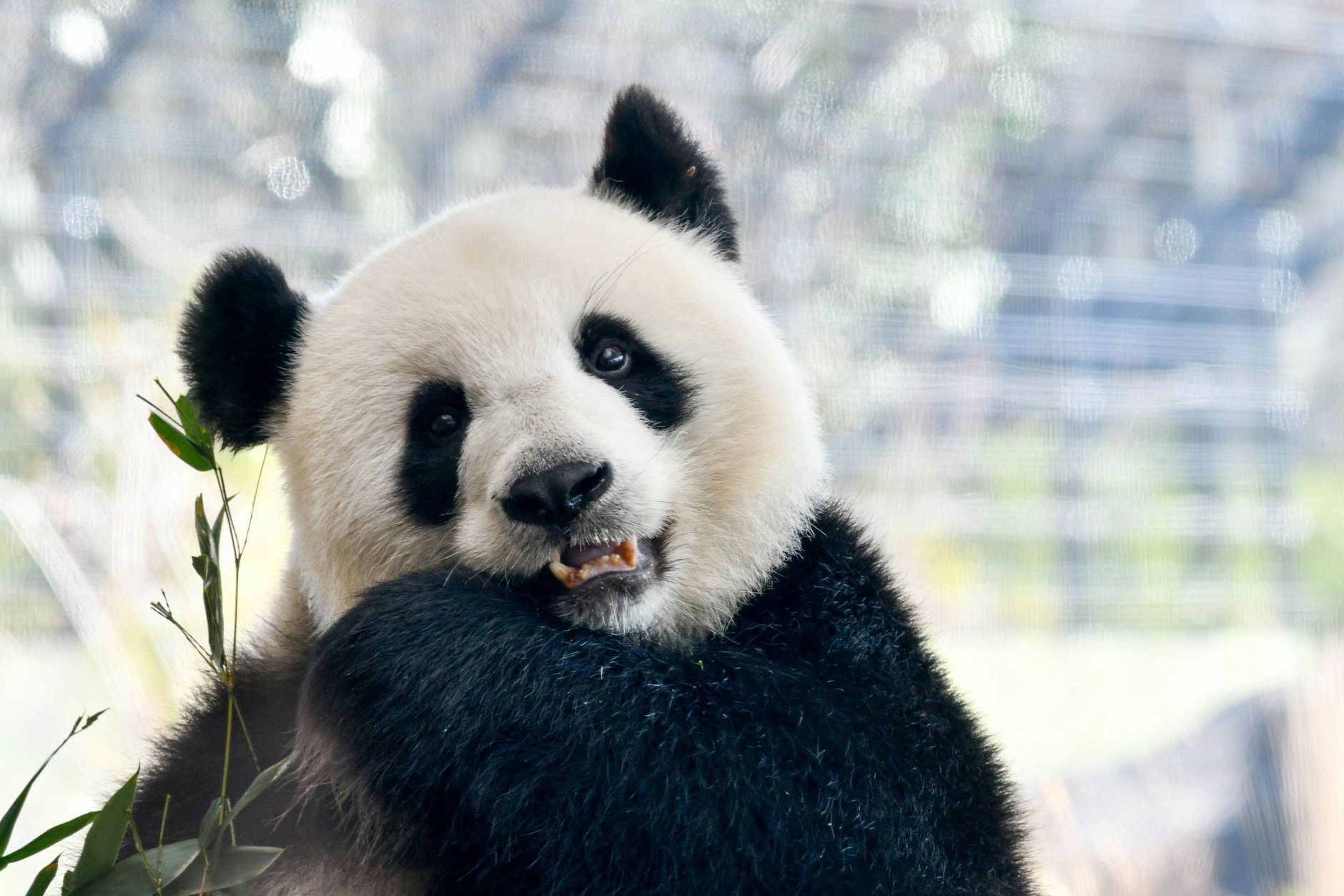 Der Berliner Zoo im Ortsteil Tiergarten wurde am 1. August 1844 eröffnet.