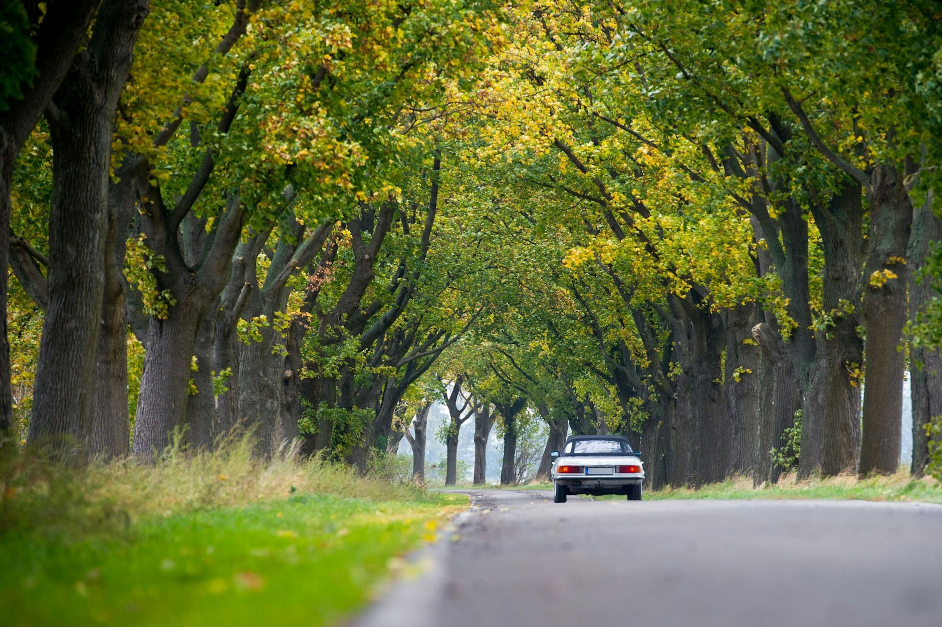 Prachtvolle alte Allee zwischen Linum und Flatow-Kremmen. Diese Allee wurde vom Bund für Umwelt und Naturschutz Deutschland (BUND) zur bundesweiten „Allee des Jahres 2011“ gekürt. 