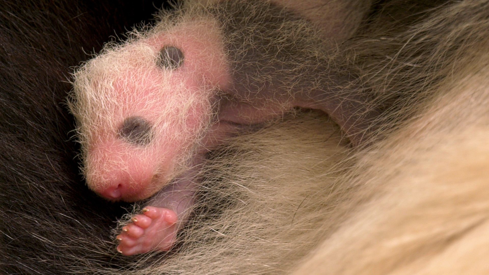 Image - Süße Panda-Mädchen: Eure schwarzen Augen machen uns so sentimental