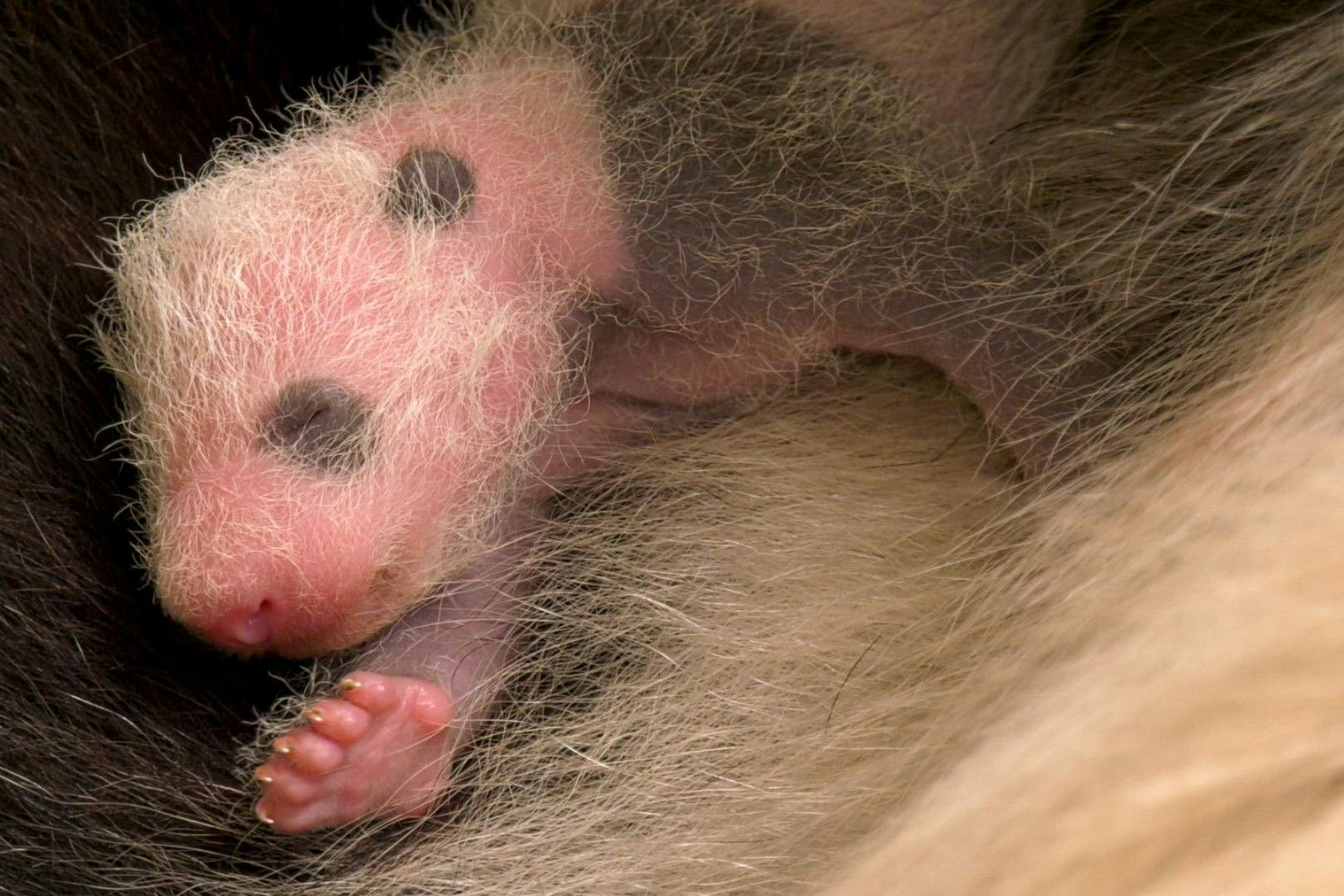 Kein blaues Auge: Die kleinen Panda-Mädchen entwickeln nur nach und nach die für Pandas so typischen Verfärbungen.