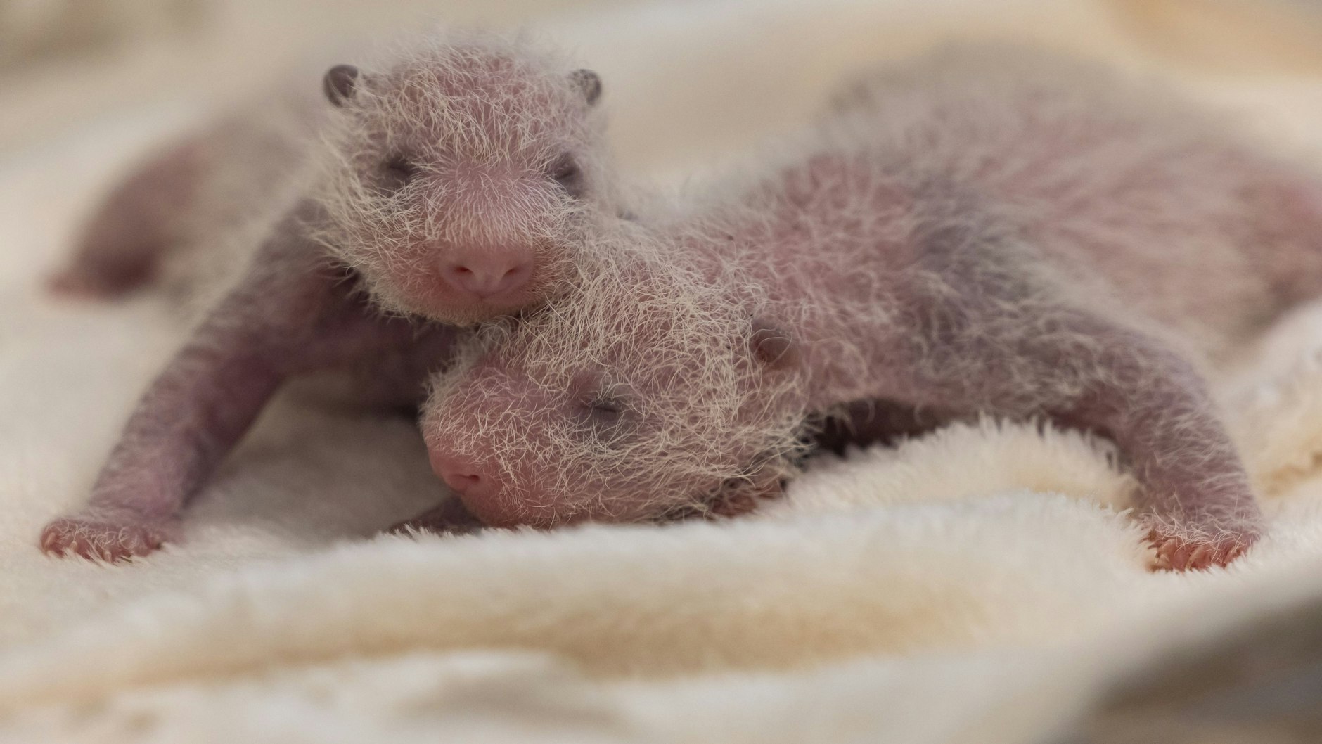 Geschwisterliebe: The two Panda-Mädchen knuddeln no miteinander.