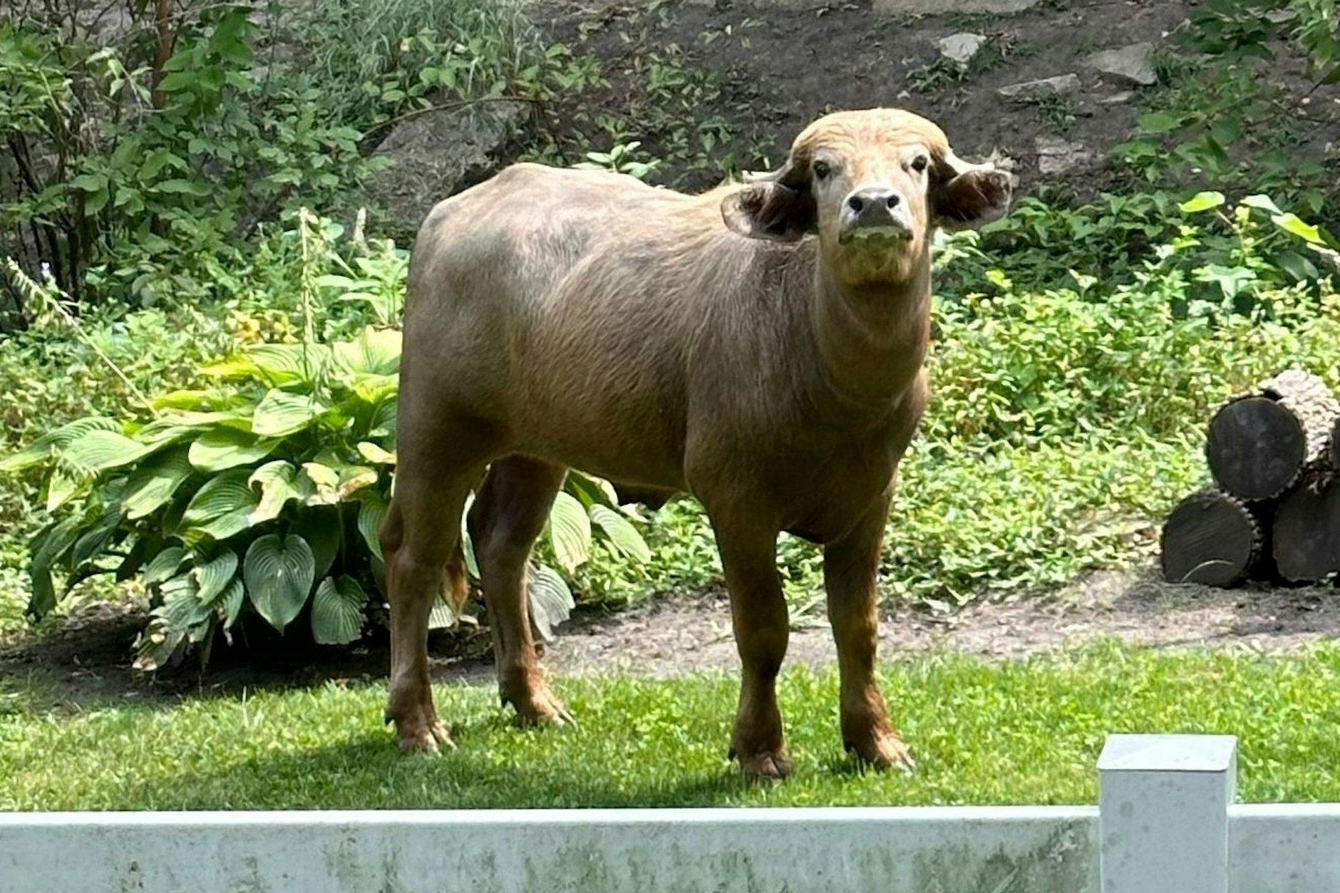 An escaped water buffalo on the lam from police looks on Saturday, Aug. 24, 2024, in the Des Moines suburb of Pleasant Hill, Iowa. (Madison Pottebaum via AP)