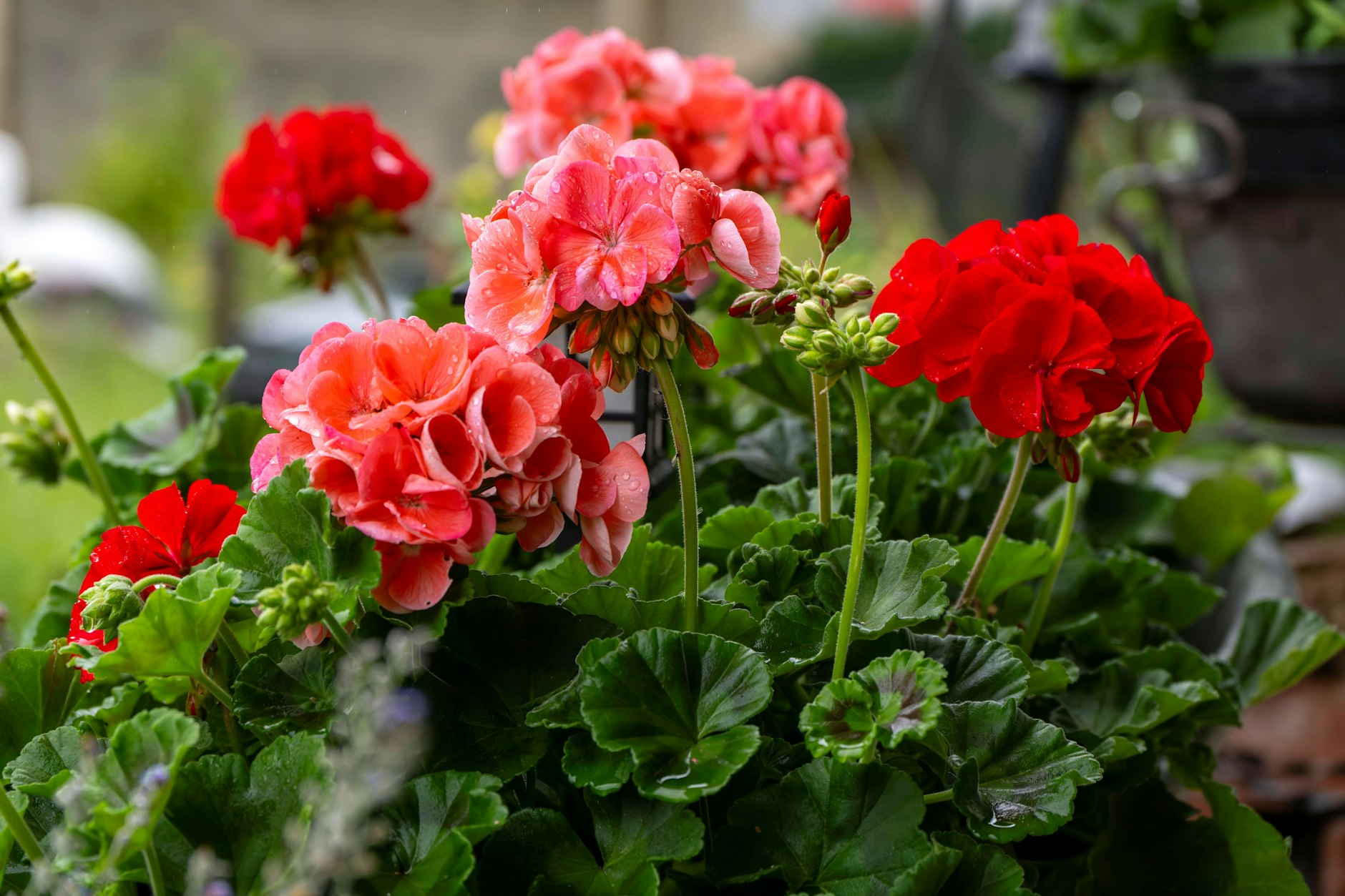 Ob im Topf oder im Blumenkasten auf dem Fensterbrett: Geranien gehören zu den beliebtesten Sommer-Blumen der Deutschen. Wie überwintert man sie richtig?