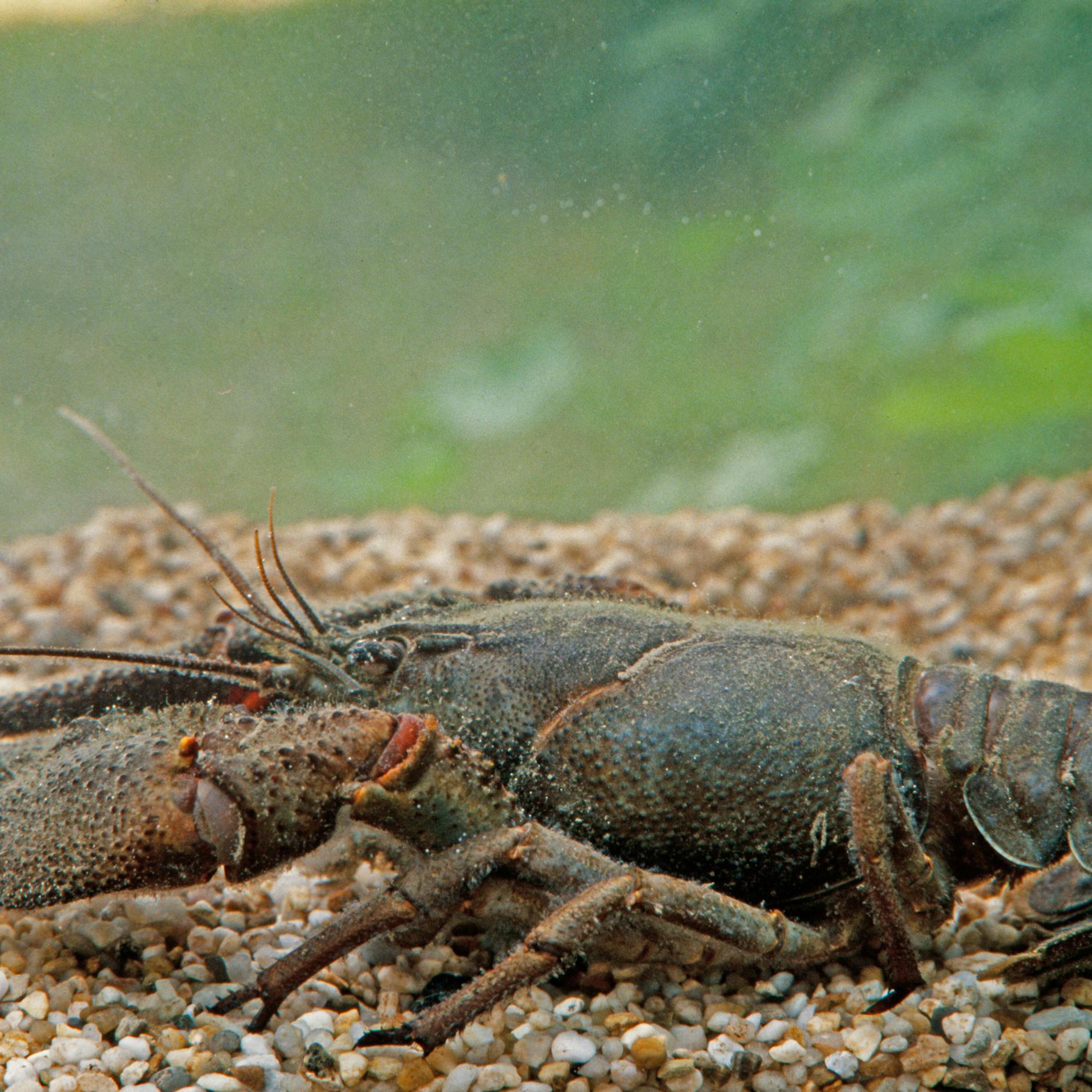 Image - Invasive Krebse im Stadtpark Schöneberg in Berlin? Rätsel könnte gelöst sein