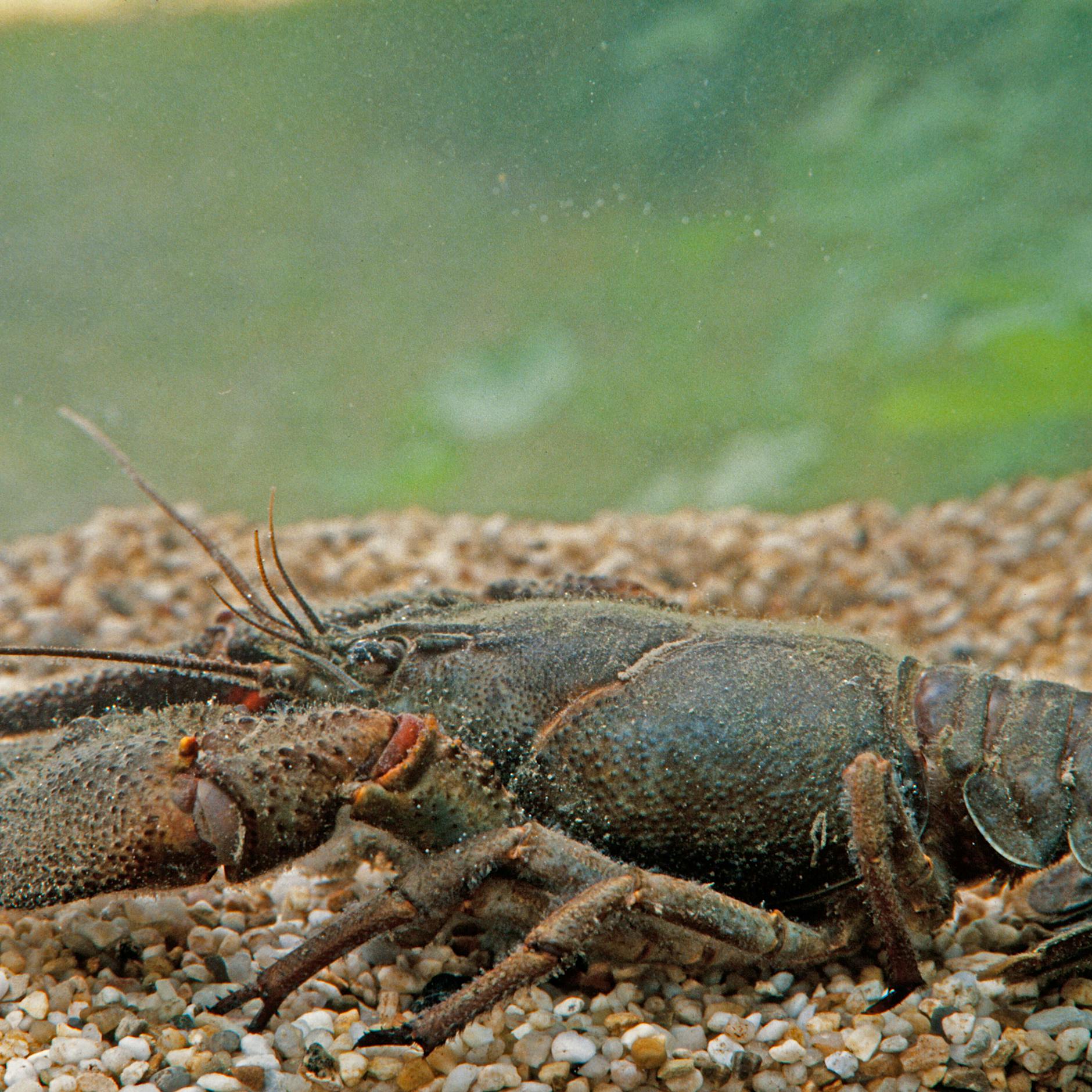 Invasive Krebse im Stadtpark Schöneberg in Berlin? Rätsel könnte gelöst sein