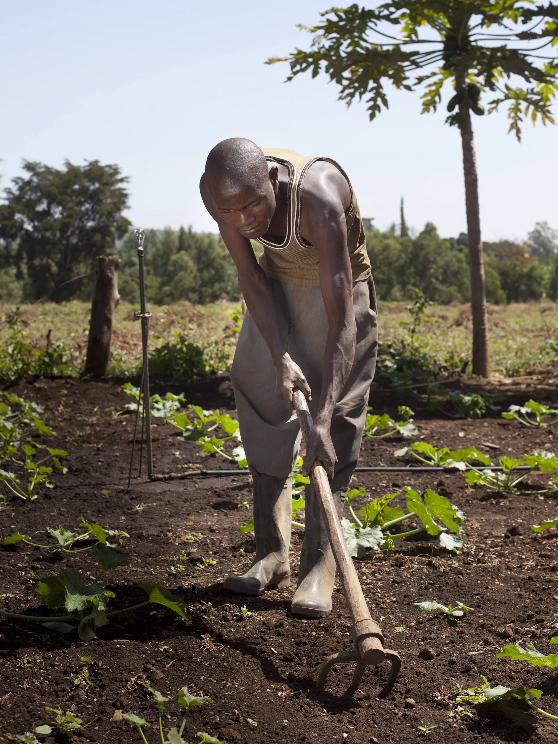 Kleinbewässerung am Mount Kenya: Das Projekt der KfW gemeinsam mit der GIZ, unterstützt die Bauern bei der Investition und dem Bau eines Bewässerungssystems.