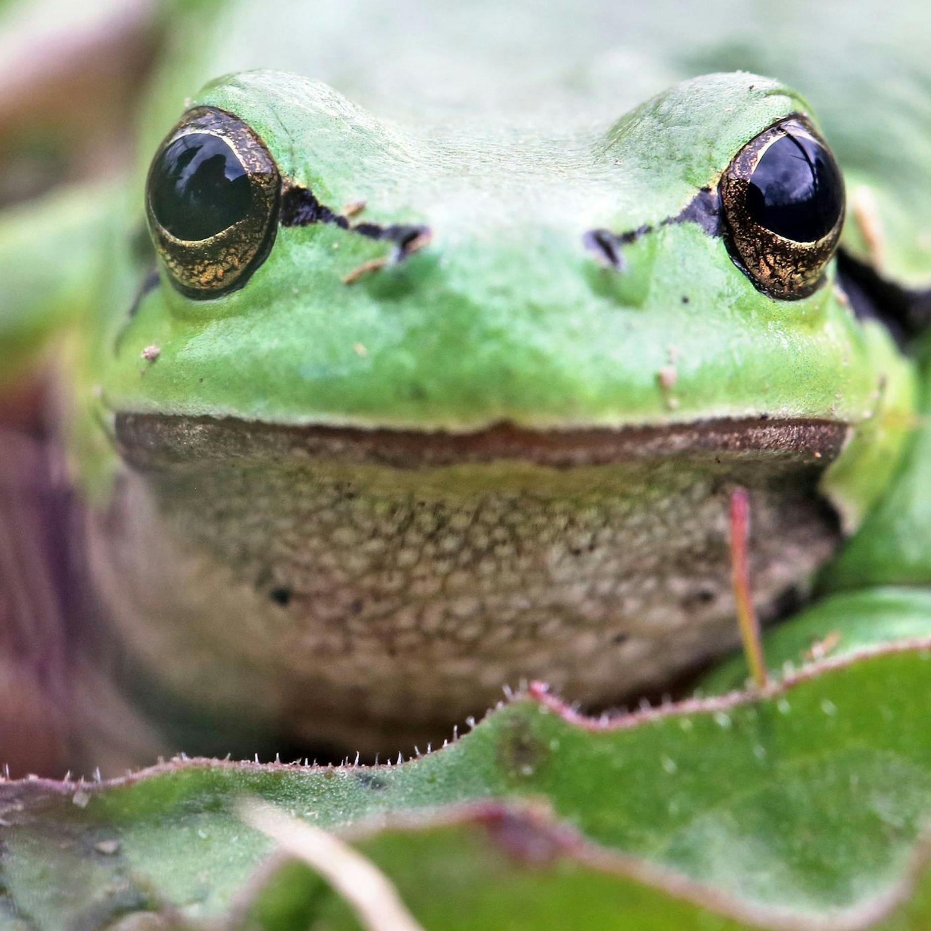 Image - Zoo Berlin: Neue Amphibien- und Insektenausstellung im Aquarium eröffnet