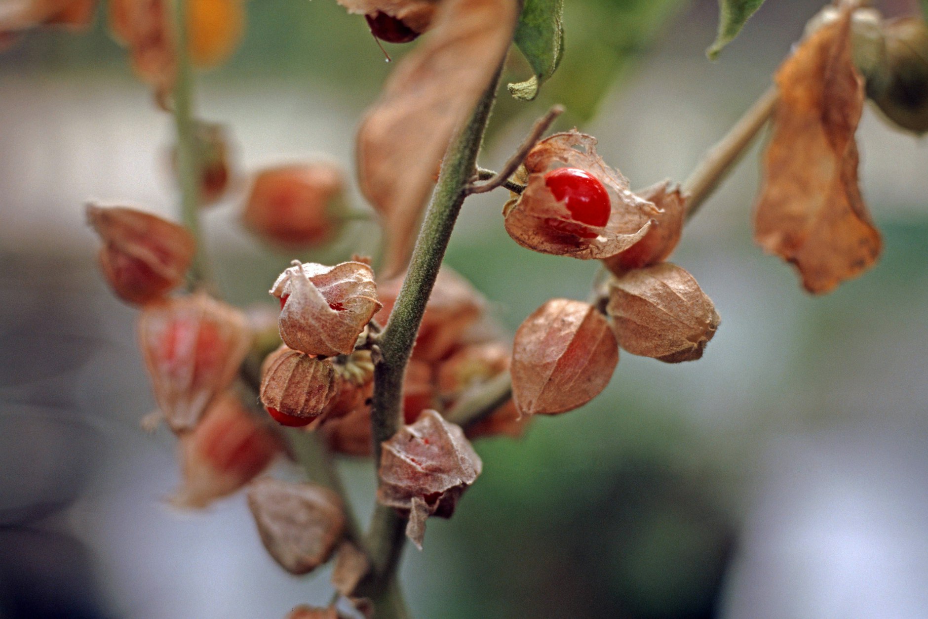 Ashwagandha (Withania somnifera) wird in Deutschland auch Schlafbeere oder Winterkirsche genannt. 