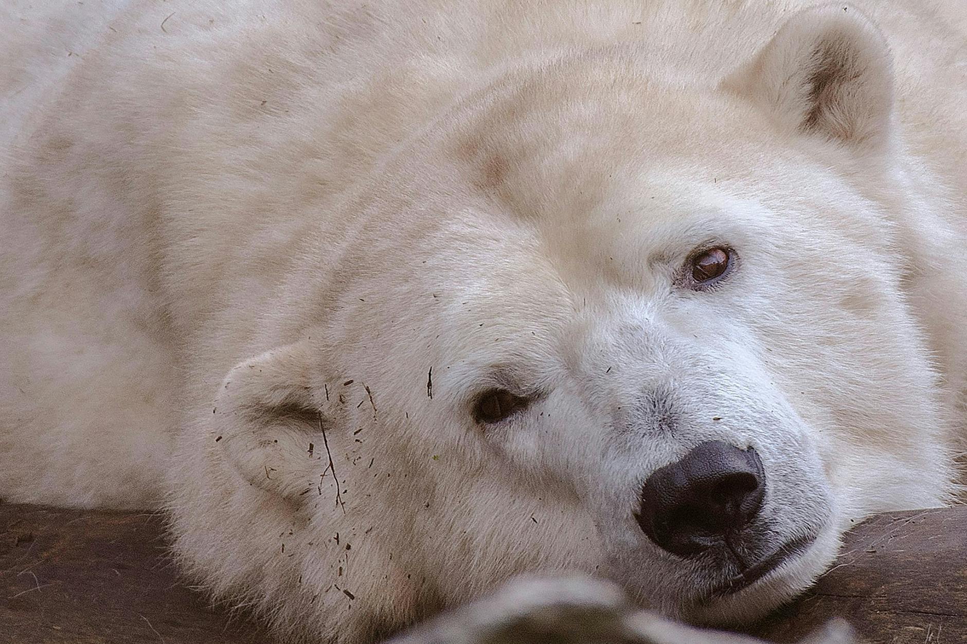 Bald wird es wieder kälter. Eisbärin Hertha im Berliner Tierpark in Lichtenberg freut es.