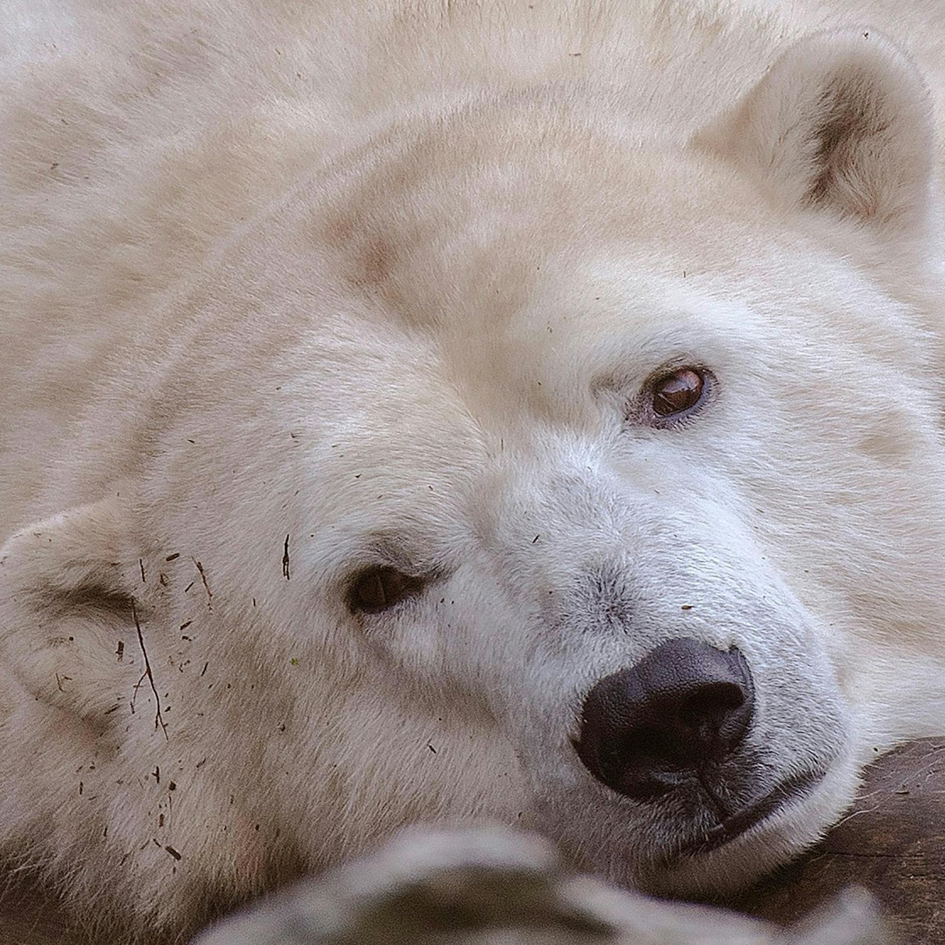 Image - Herbstbeginn im Tierpark Berlin: Das ist das Programm für die bunte Jahreszeit