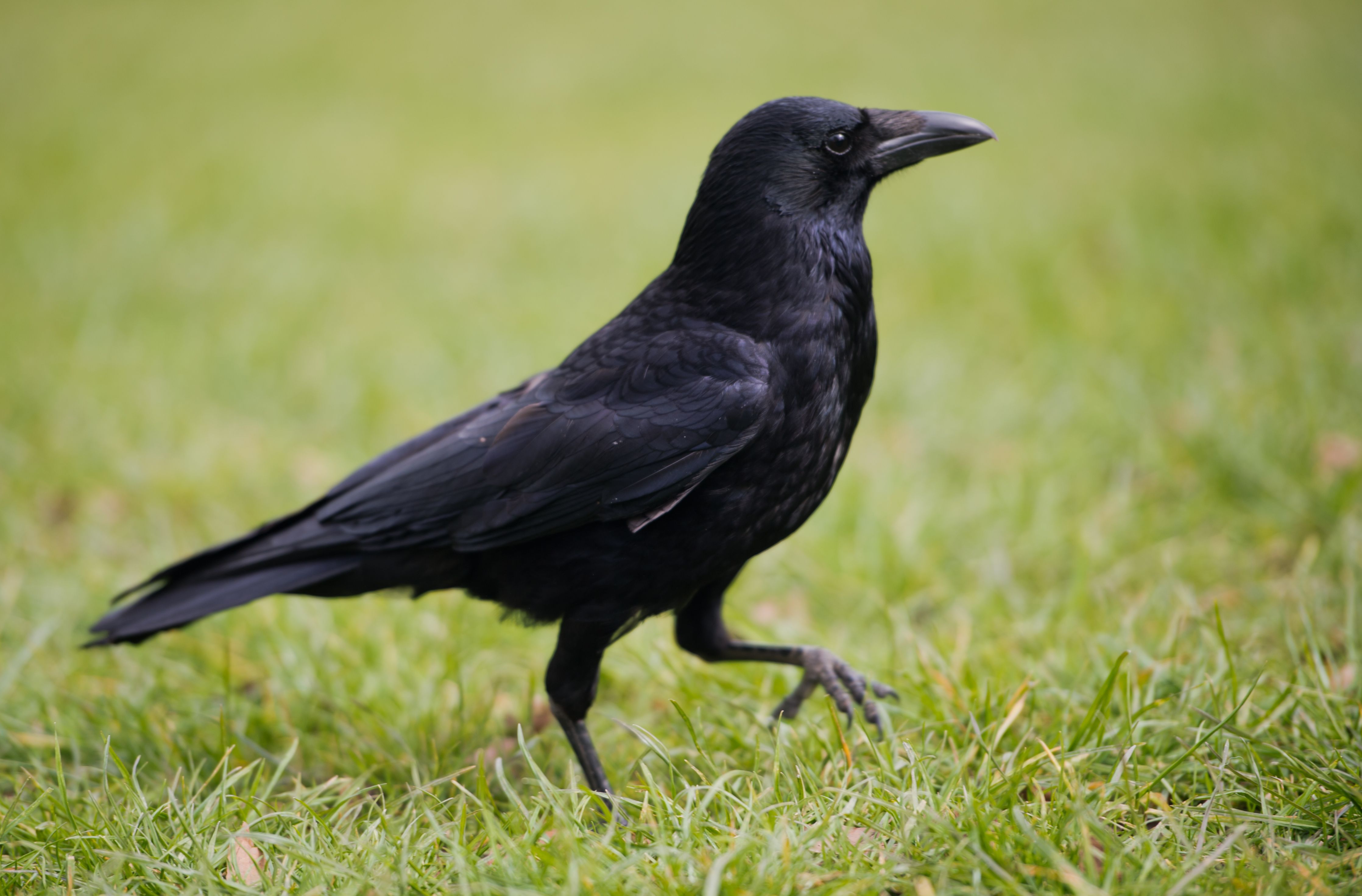 Image - Lecker Mücken: Krähen-Drama im Lichtenberger Zoschke-Stadion