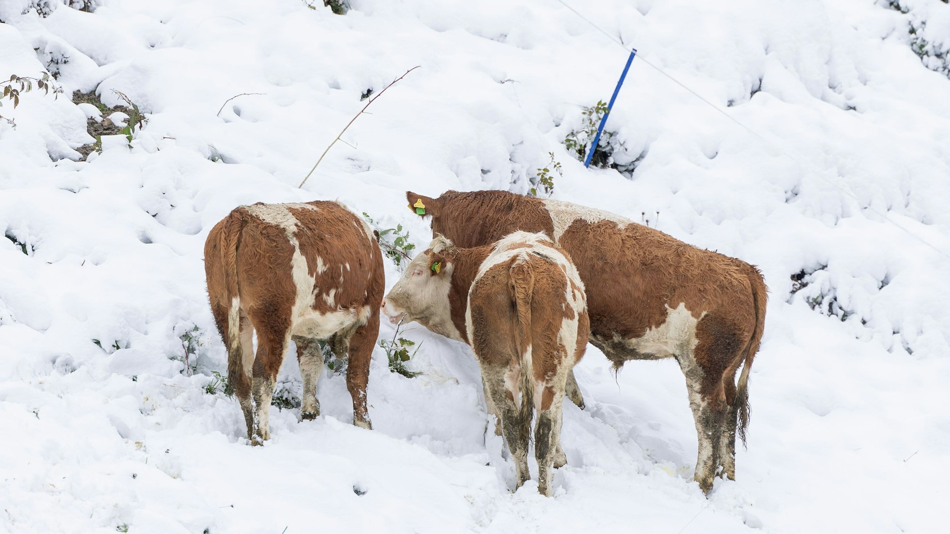 Österreich, Kals am Grosglockner: Rinder auf einer Almweide im Kalser Ködnitztal.