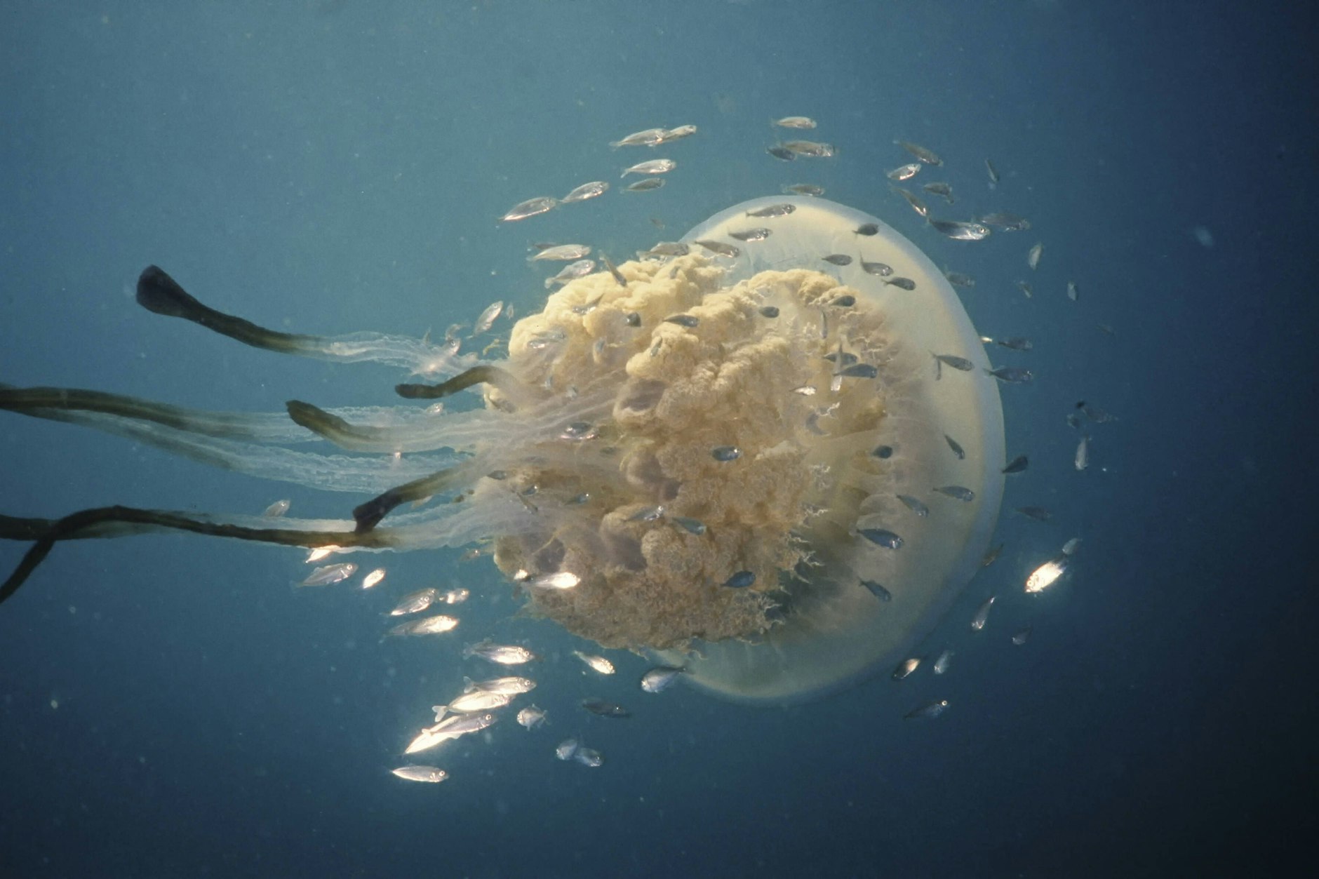 Die Horror-Qualle wird 40 Kilogramm schwer.