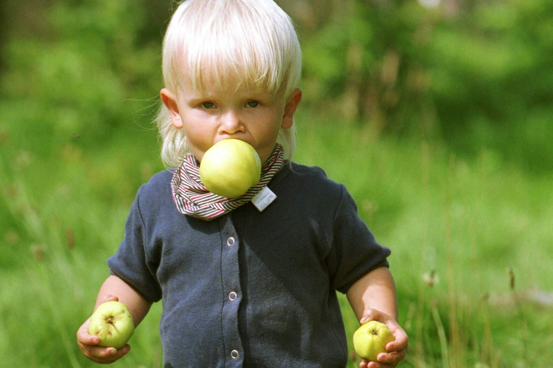 Der Geschmack der Kindheit: Der Weiße Klarapfel wurde 1852 von der Baumschule Wagner aus Riga in Lettland nach Frankreich an die Baumschule Leroy in Angers geliefert und verbreitete sich von dort aus in ganz Europa.