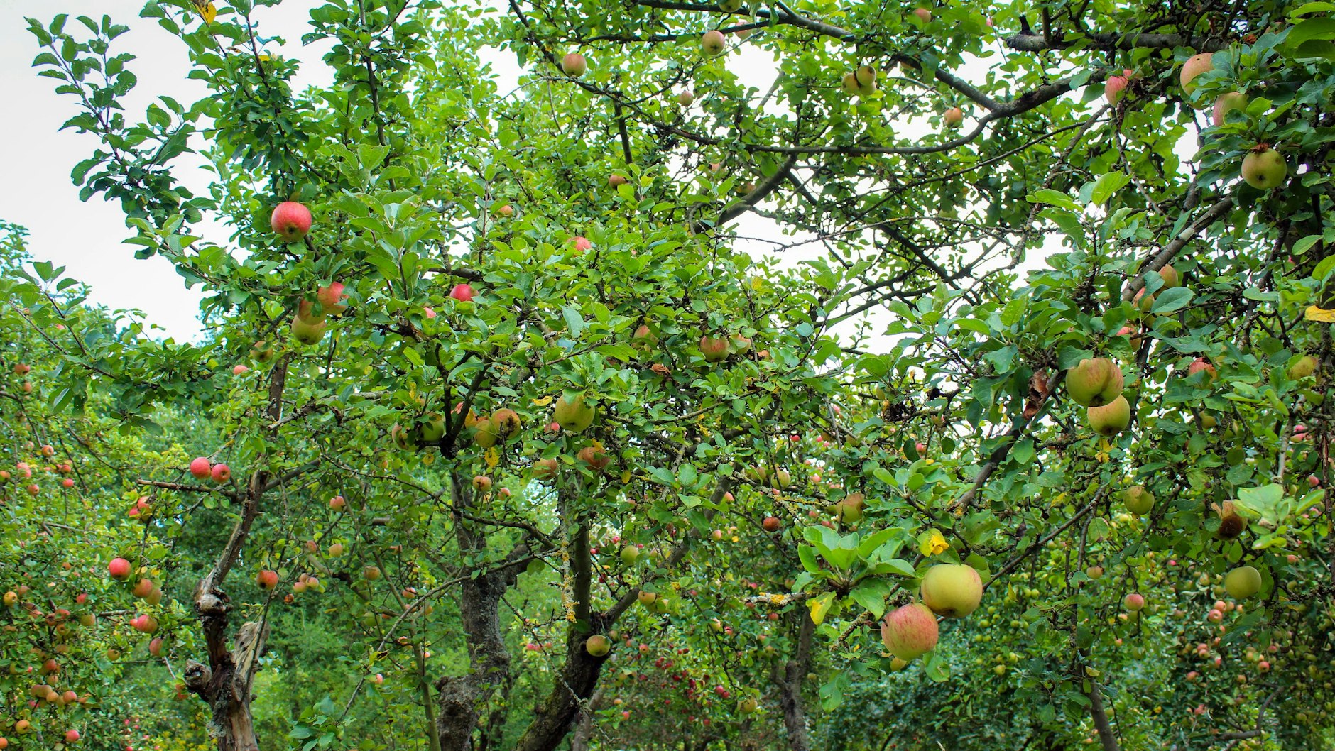 Die Obstplantage von Hobby-Landwirt Rainer Still mit Alten Apfelsorten in Krams. Rainer Still hat etwa 200 Bäume auf einer Streuobstwiese vor dem Verfall gerettet.