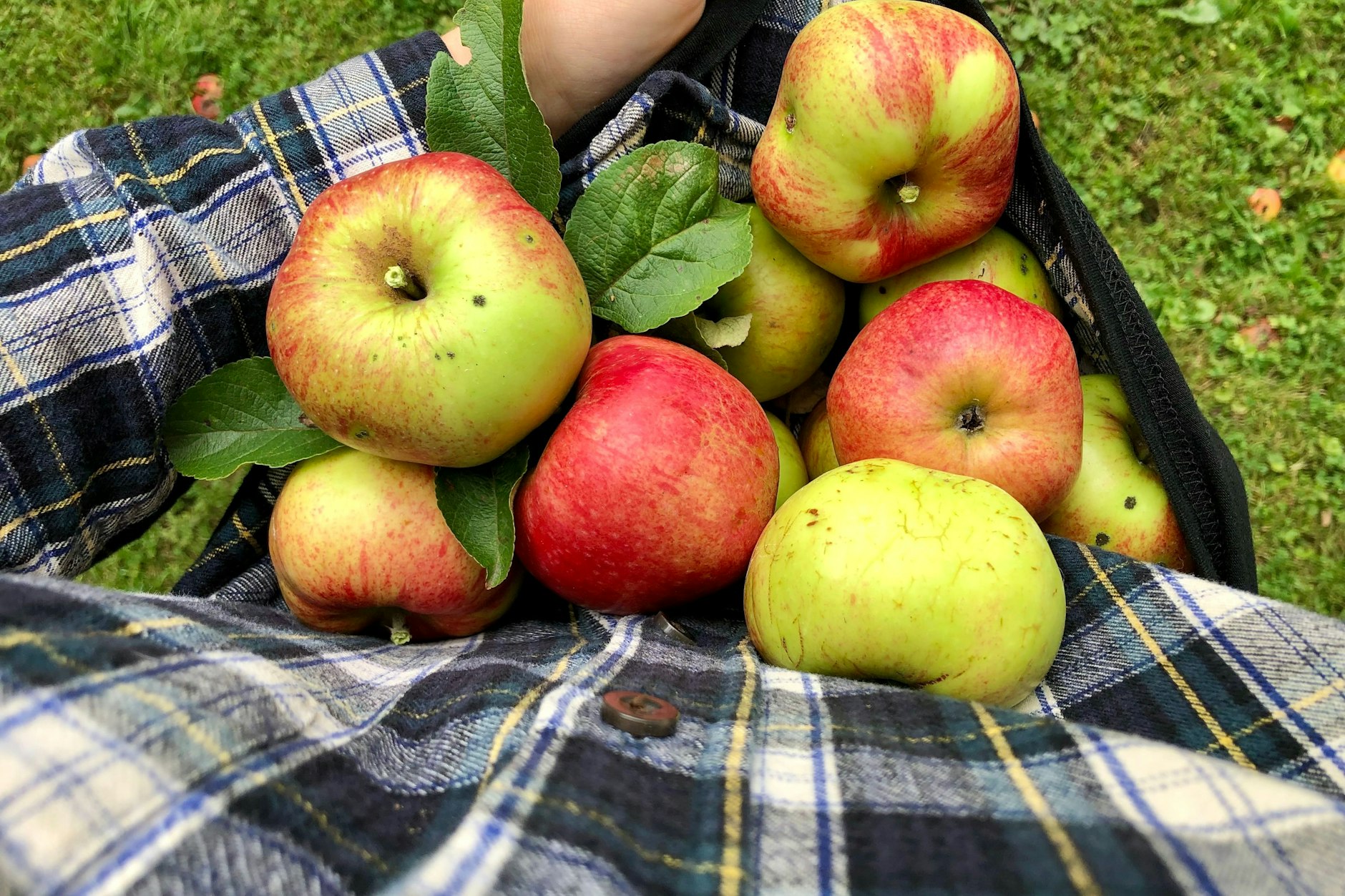 Alte Apfelsorten, frisch geerntet – die Mischung aus Farben, Formen und Aromen ist ein wahres Fest für die Sinne. Ob mit Makeln oder ohne – jeder Apfel hat seinen Wert und wartet darauf, verarbeitet und genossen zu werden.