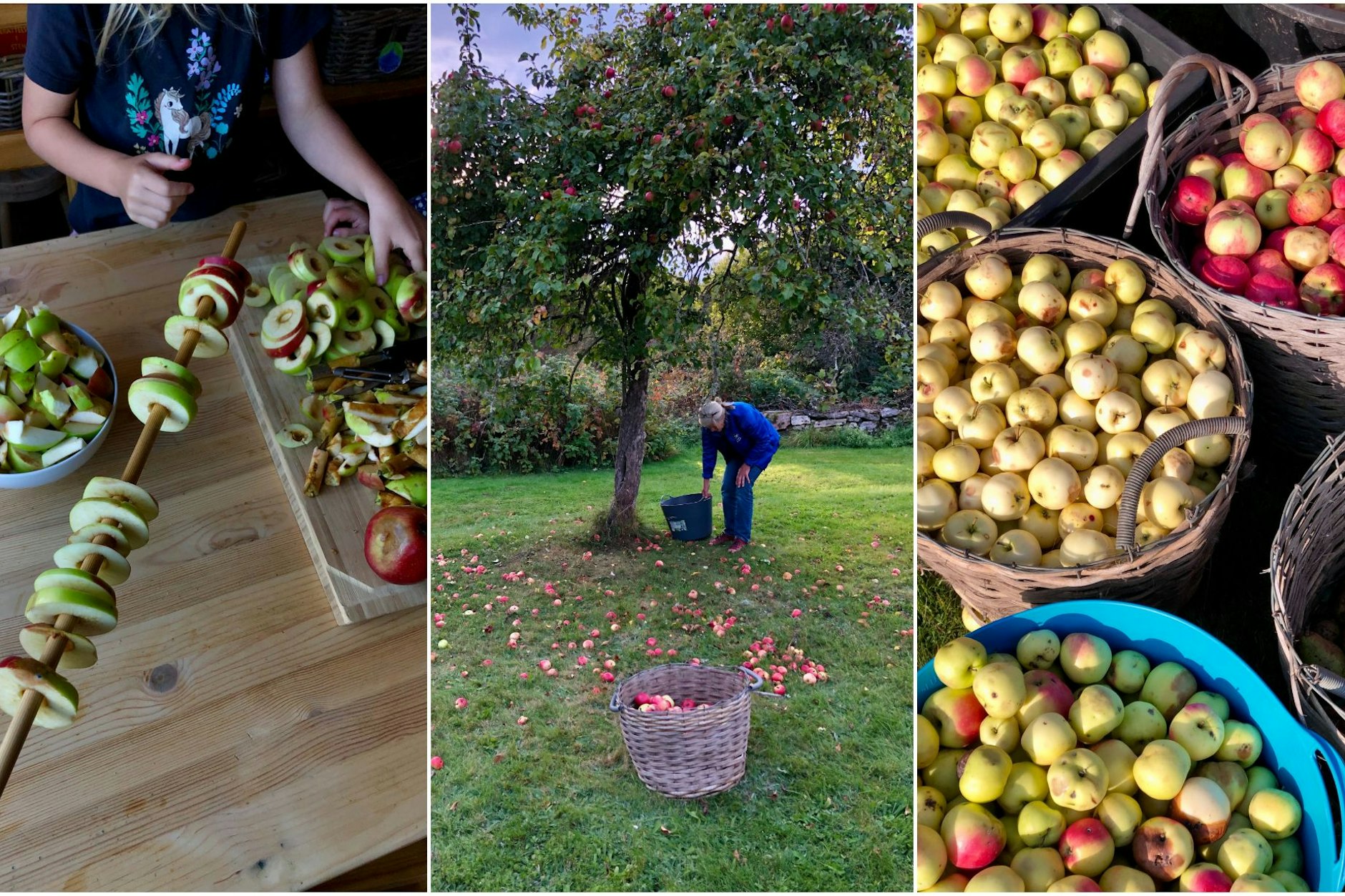 Große Ernte alter Apfelsorten – mit Liebe gesammelt, teils perfekt, teils mit kleinen Makeln. Jeder Apfel ist ein Schatz! Wurmige Äpfel? Kein Problem! 