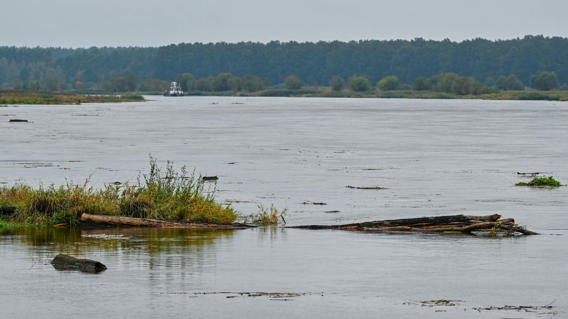 Nahe von Ratzdorf (Brandenburg) Treibholz und vom Hochwasser mitgerissene Pflanzenzeile schwimmen auf dem deutsch-polnischen Grenzfluss Oder.