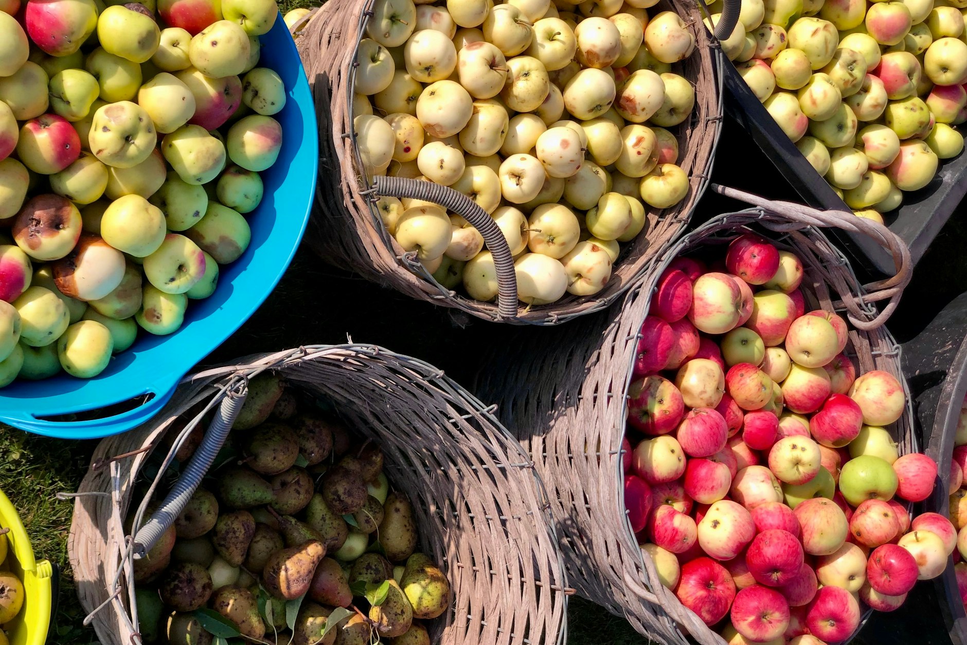 Die Erntezeit bringt nicht nur Arbeit, sondern auch Freude. Kein Apfel wird verschwendet! Selbst die verwurmten Früchte finden ihren Weg in Saft, Kompost oder als Leckerbissen für Tiere.