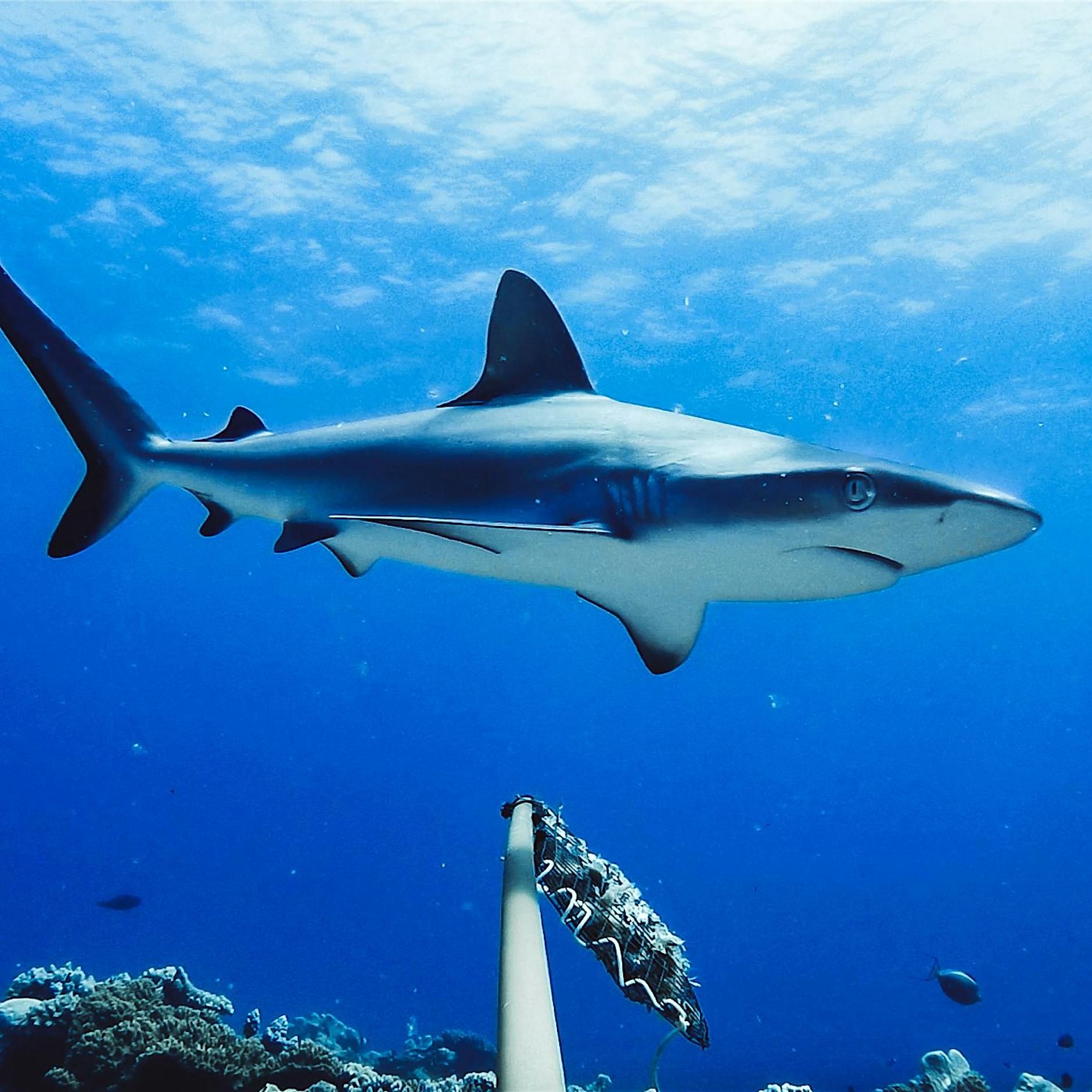 Spanien: Deutsche Touristin vor Kanaren von Hai getötet