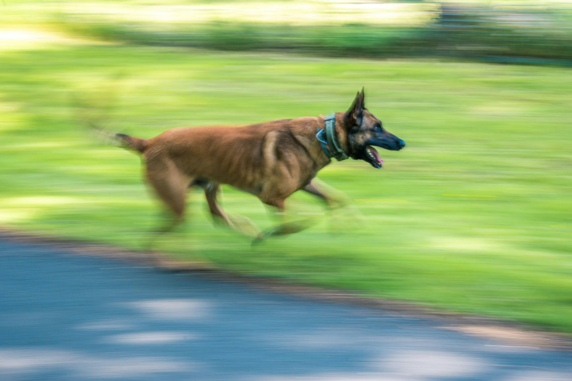 Polizist angeklagt: Sein Diensthund soll aus Versehen eine Frau skalpiert haben (Symbolbild).