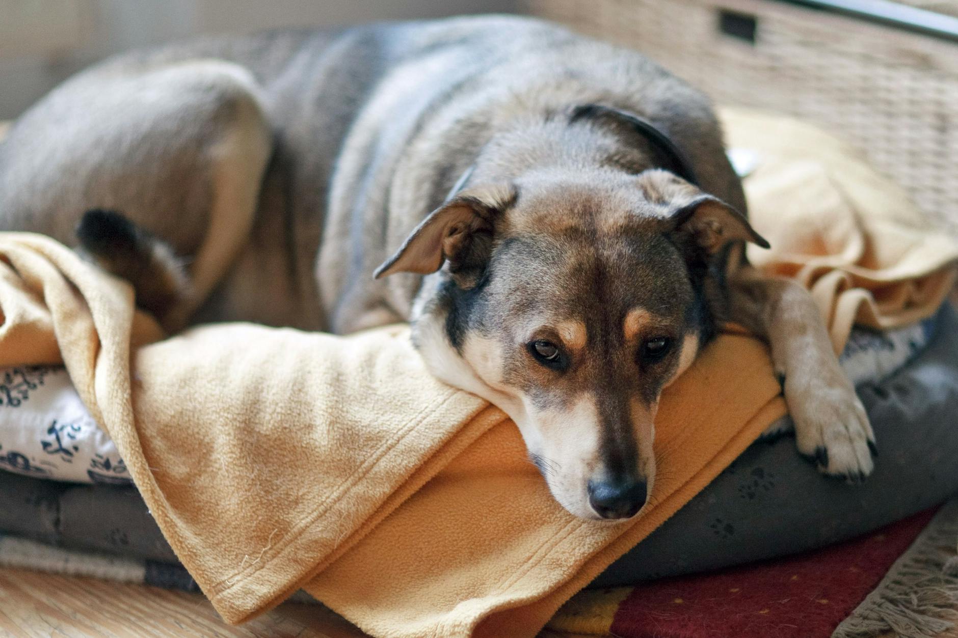 Hunde reagieren sehr sensibel auf den berauschenden Wirkstoff von Cannabis.