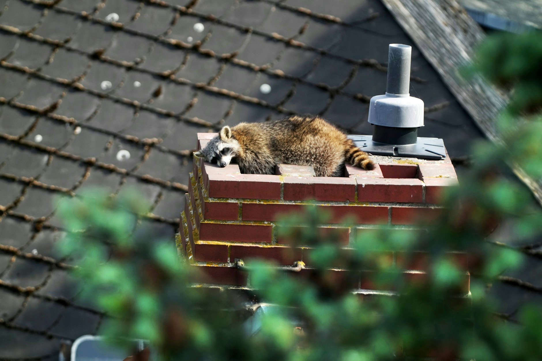 Ein Waschbär hat es sich in Berlin auf dem Dach eines Hauses gemütlich gemacht.