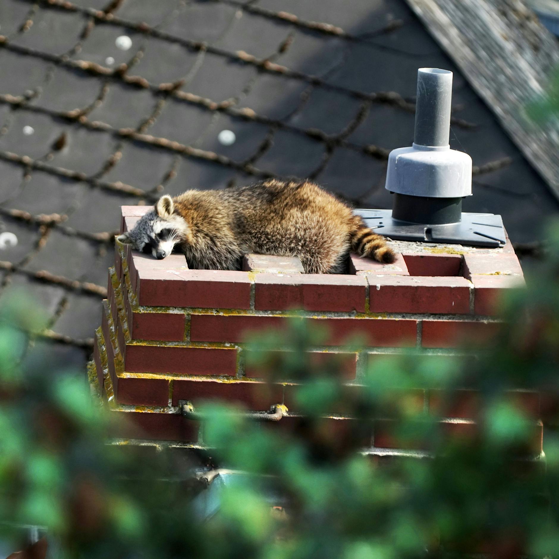 Waschbären-Wahnsinn wird in Berlin zur Plage