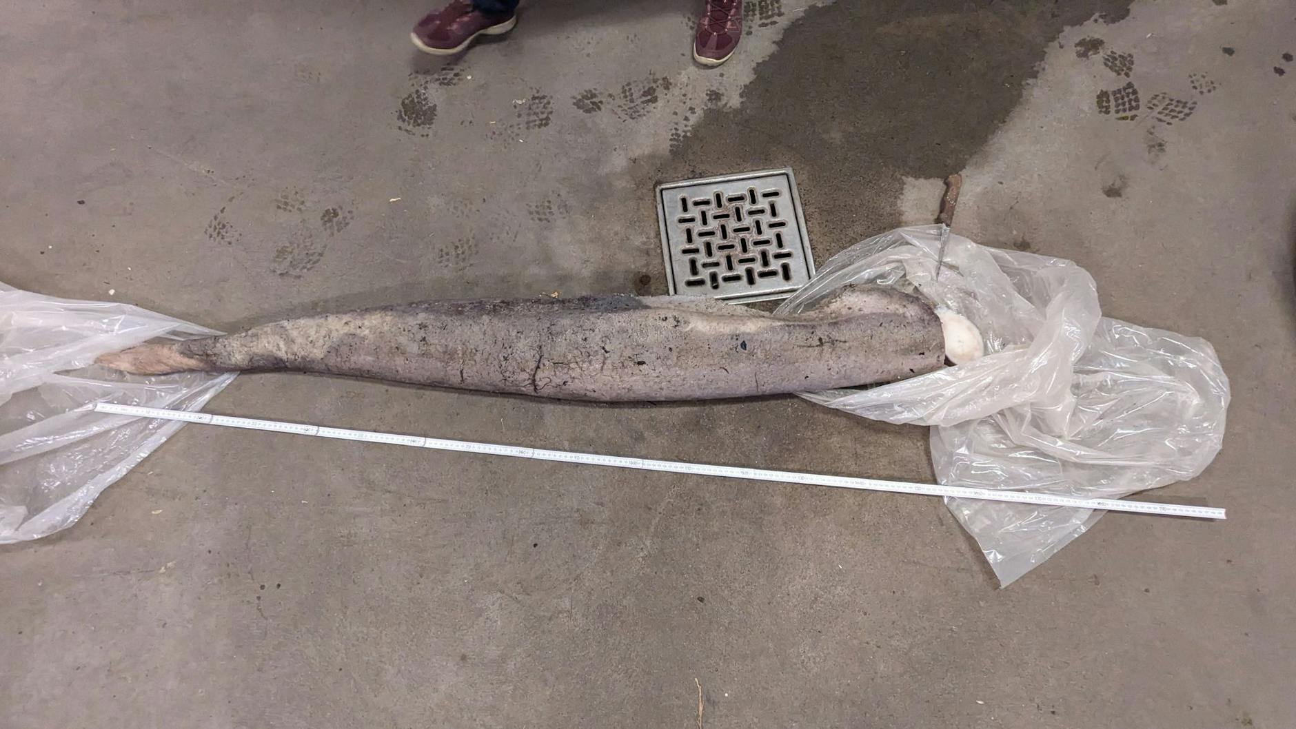 Die Naturführer gehen davon aus, dass der Knochen zu einem im Juli tot angespülten Buckelwal gehört.