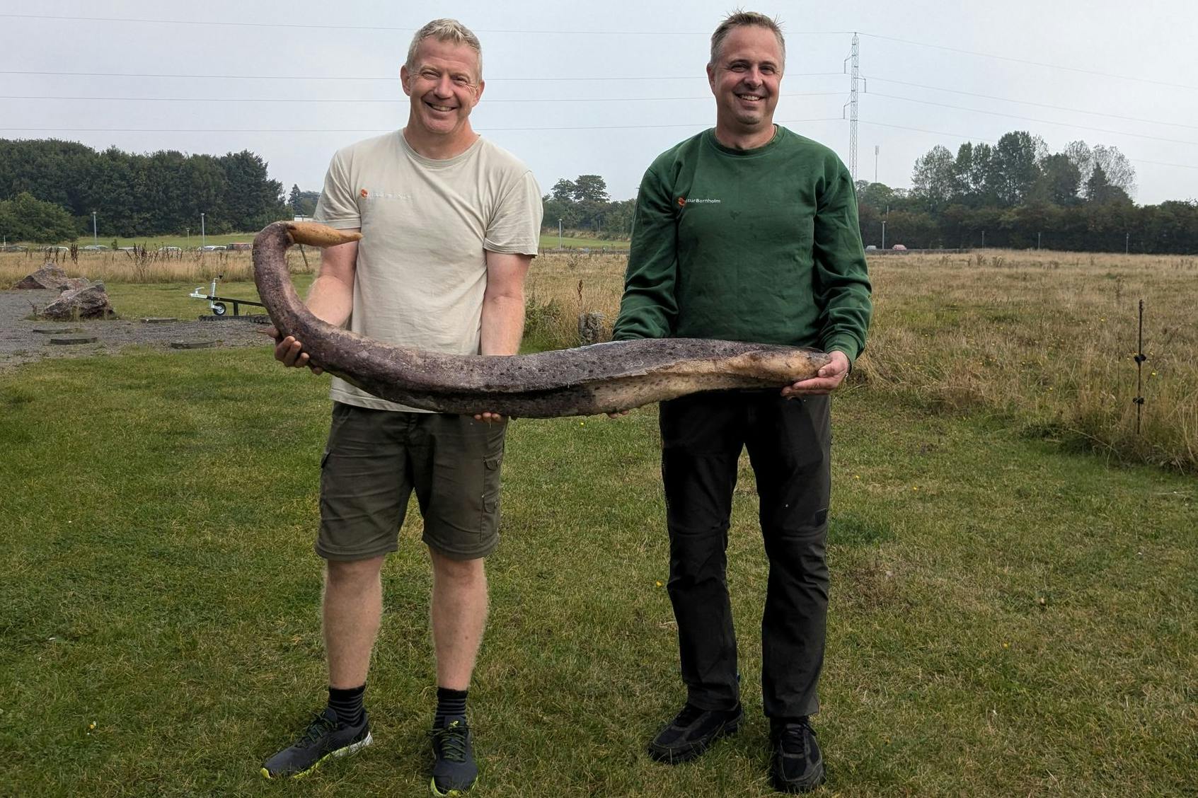 Der an der dänischen Ostseeinsel Bornholm angespülten Penisknochen eines Wals, ein Teil seines Geschlechtsorgans.