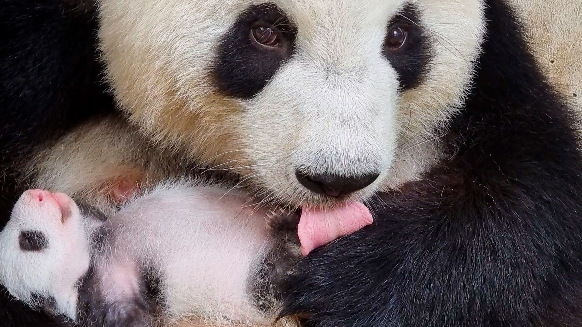 Image - Schon ein Kilo schwer: Berliner Panda-Babys futtern gut bei Muttern