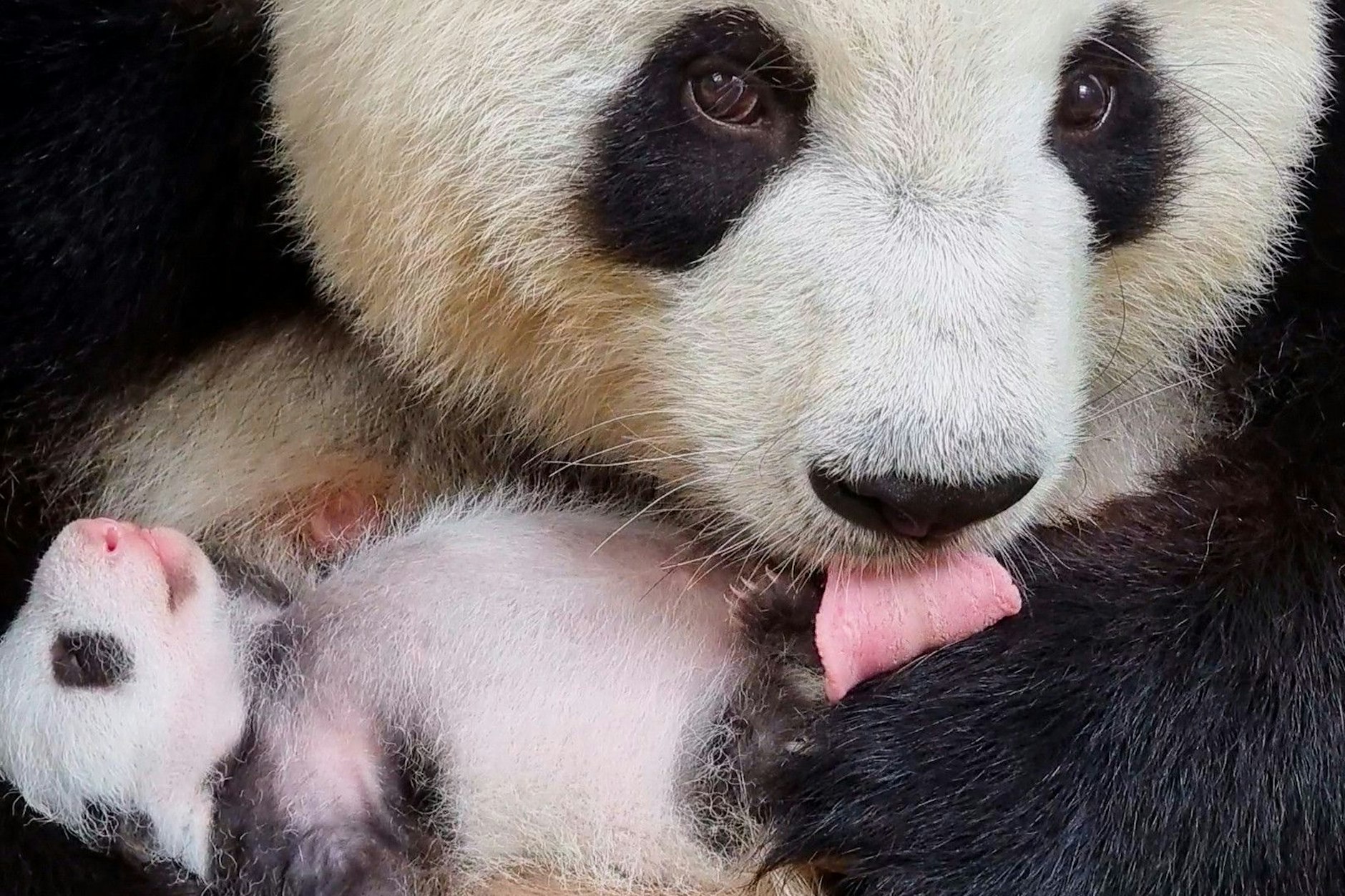 Schlafend kuschelt sich eines der beiden Panda-Mädels in das Fell von Mama 