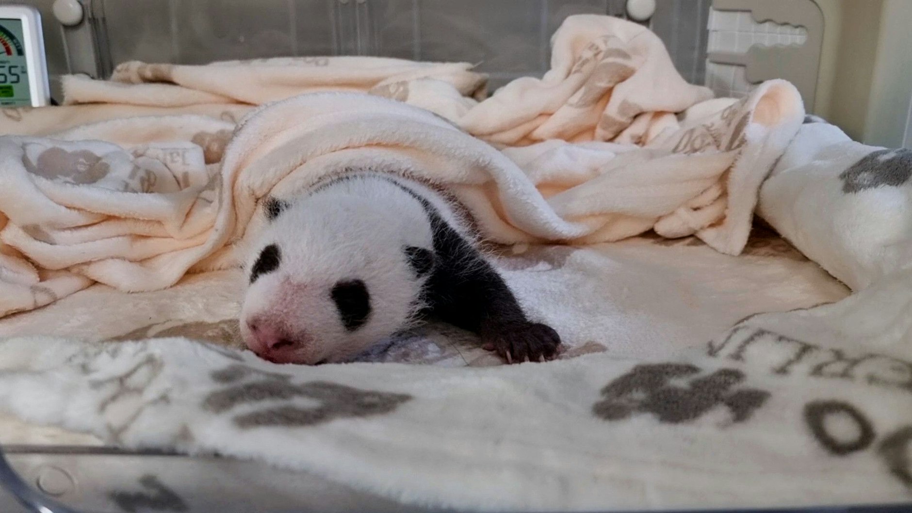 Eines der beiden Panda-Mädchen vom Zoo Berlin: Viel Schlafen und Trinken bestimmt das Tagesprogramm der Kleinen.