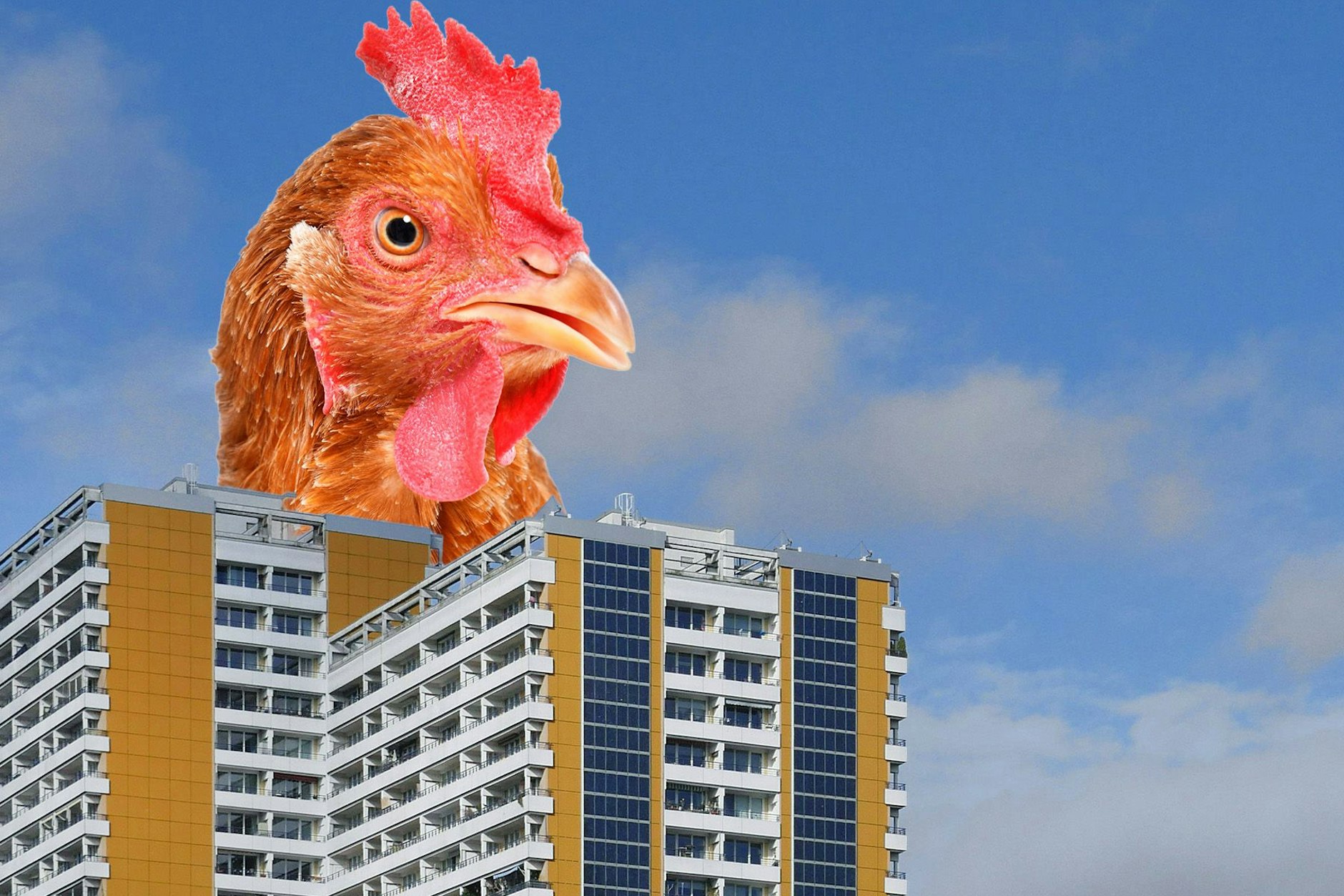 Hühner in der Hauptstadt: Immer mehr Menschen halten sich gefiederte Freunde.