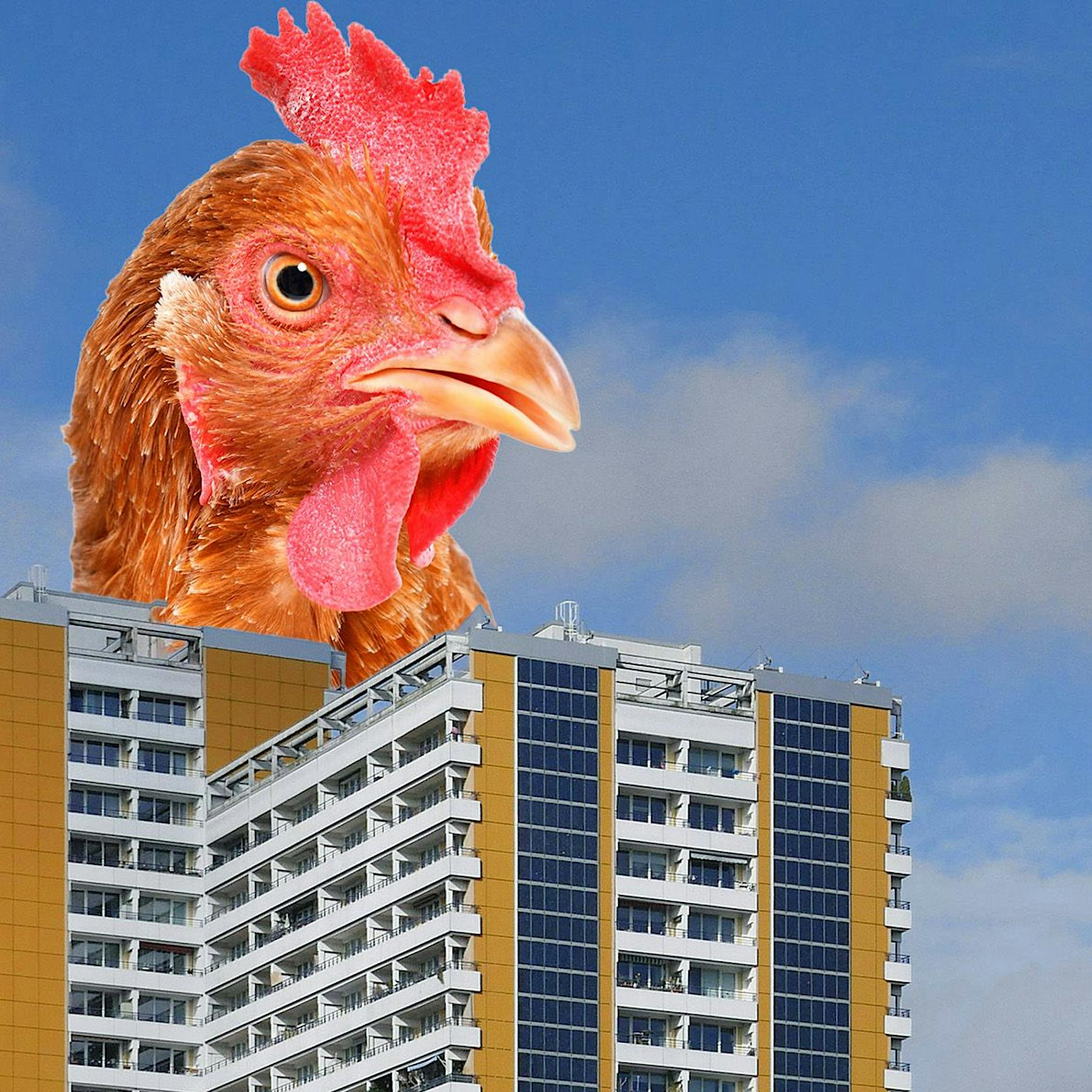 Bauernhof auf dem Balkon: Darf ich in Berlin Hühner halten?