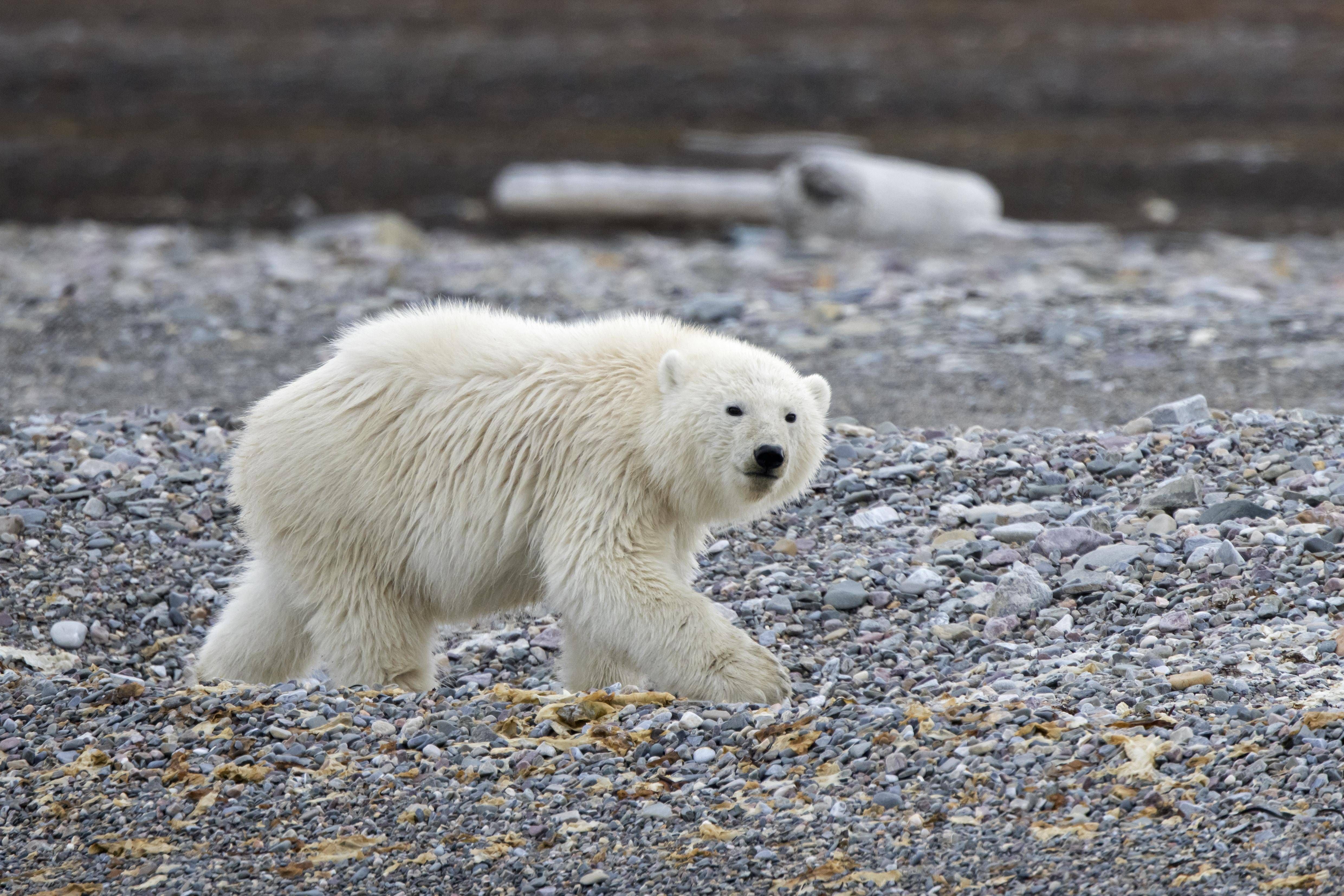 Image - Erster Eisbär seit 2016 besucht Island – Polizei knallt ihn ab!