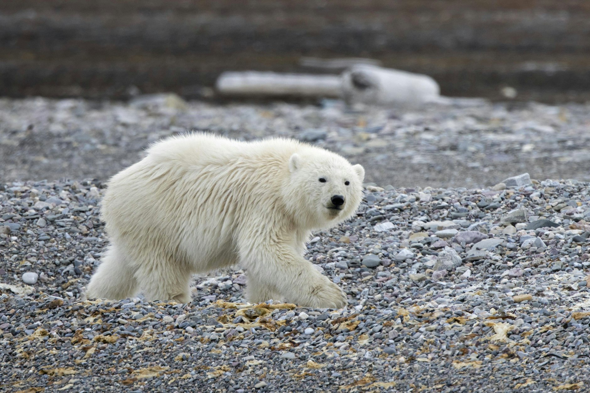 Seit 2016 hat erstmals wieder ein Eisbär Island besucht. Doch die Polizei erschoss das Tier.