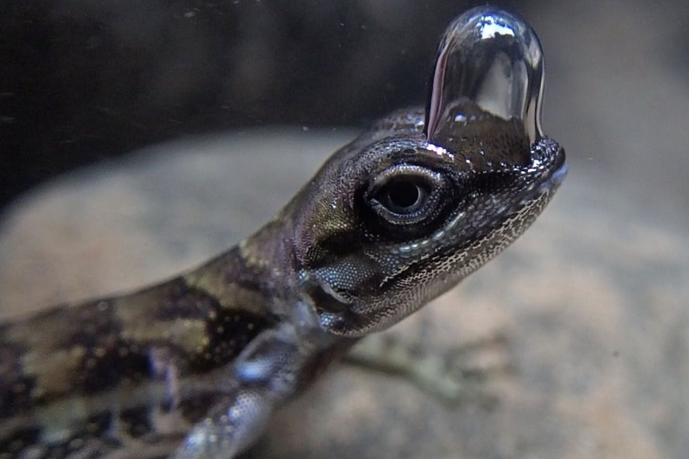 Eine Echse der Gattung Anolis aquaticus mit Luftblase vor den Nasenlöchern, die den Tieren unter Wasser zum Atmen dient. Auf diese Weise können sie länger unter Wasser bleiben – zum Beispiel auf der Flucht vor Feinden.