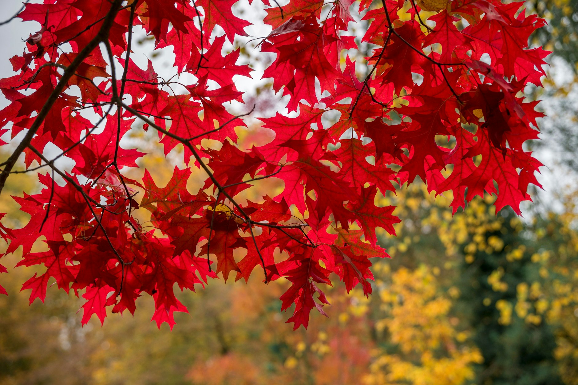 Der Herbst ist da und hat Farbe mitgebracht. 