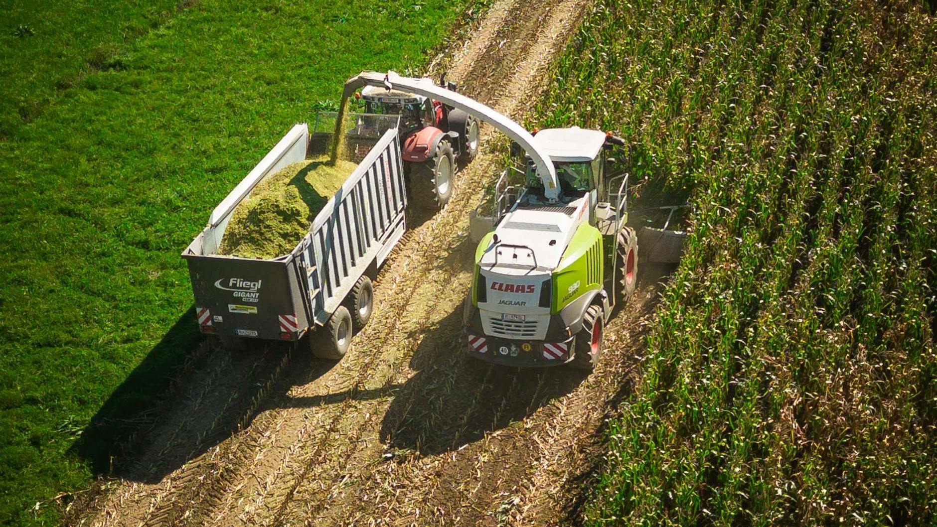 Der Mann geriet in einen Maishäcksler. Die Maschinen werden bei der Ernte der Pflanze eingesetzt.