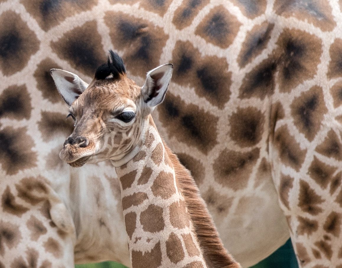 Tierpark Berlin: Drittes Giraffenkalb in diesem Jahr geboren